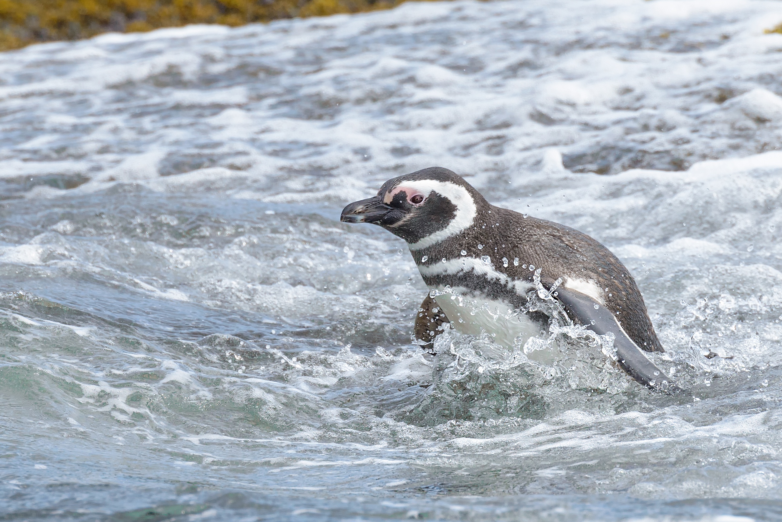 Handy-Wallpaper Tiere, Vögel, Wasser, Pinguin kostenlos herunterladen.