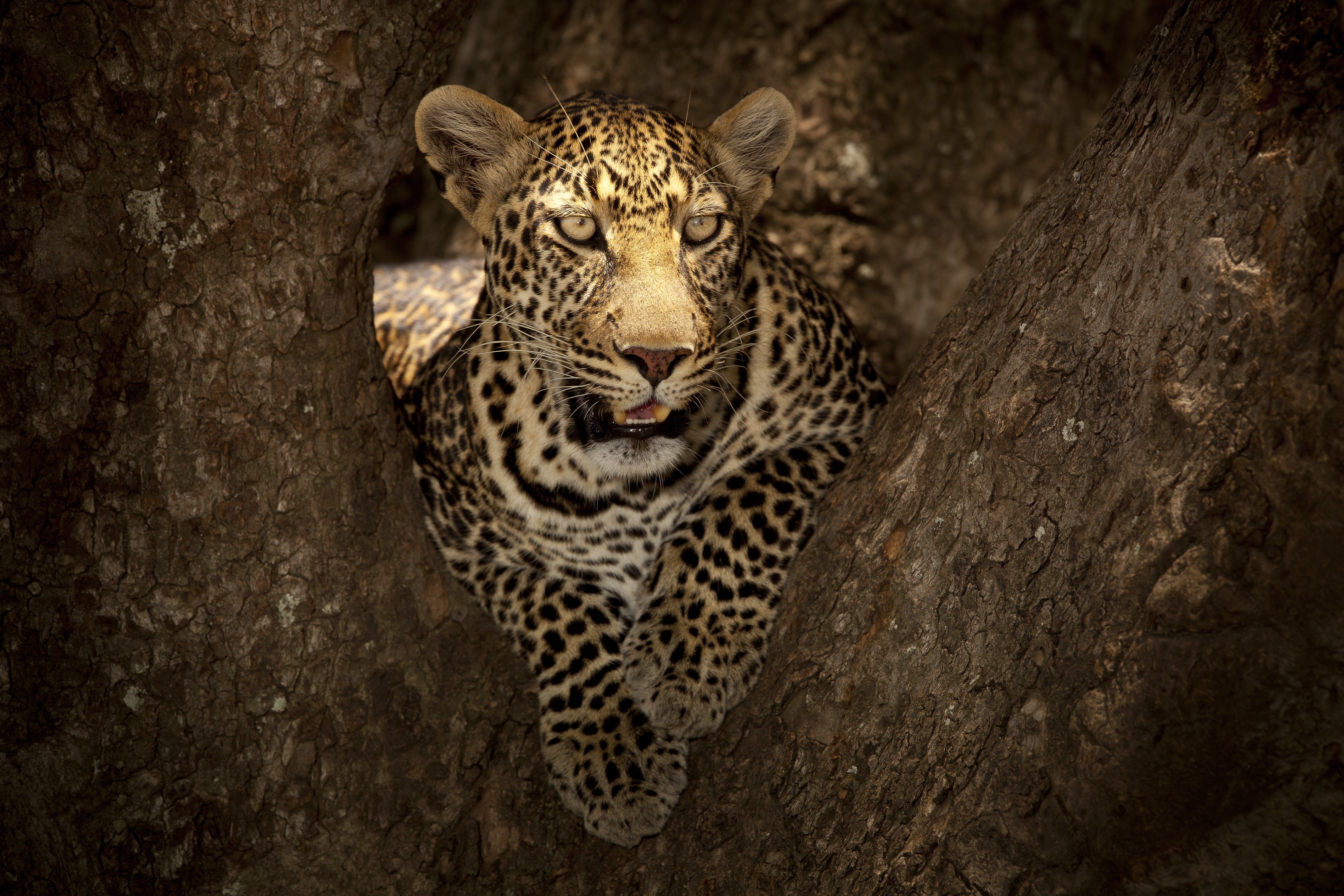 Baixar papel de parede para celular de Animais, Gatos, Leopardo gratuito.
