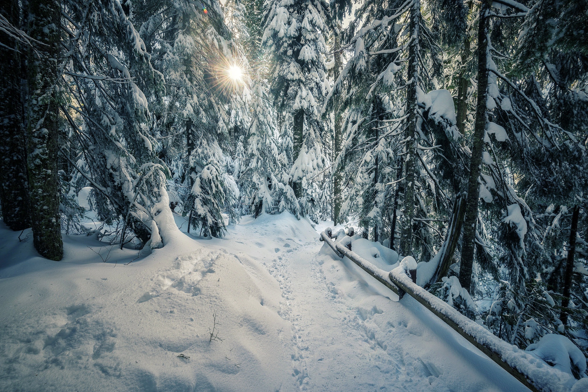 Free download wallpaper Winter, Nature, Snow, Forest, Earth, Path on your PC desktop