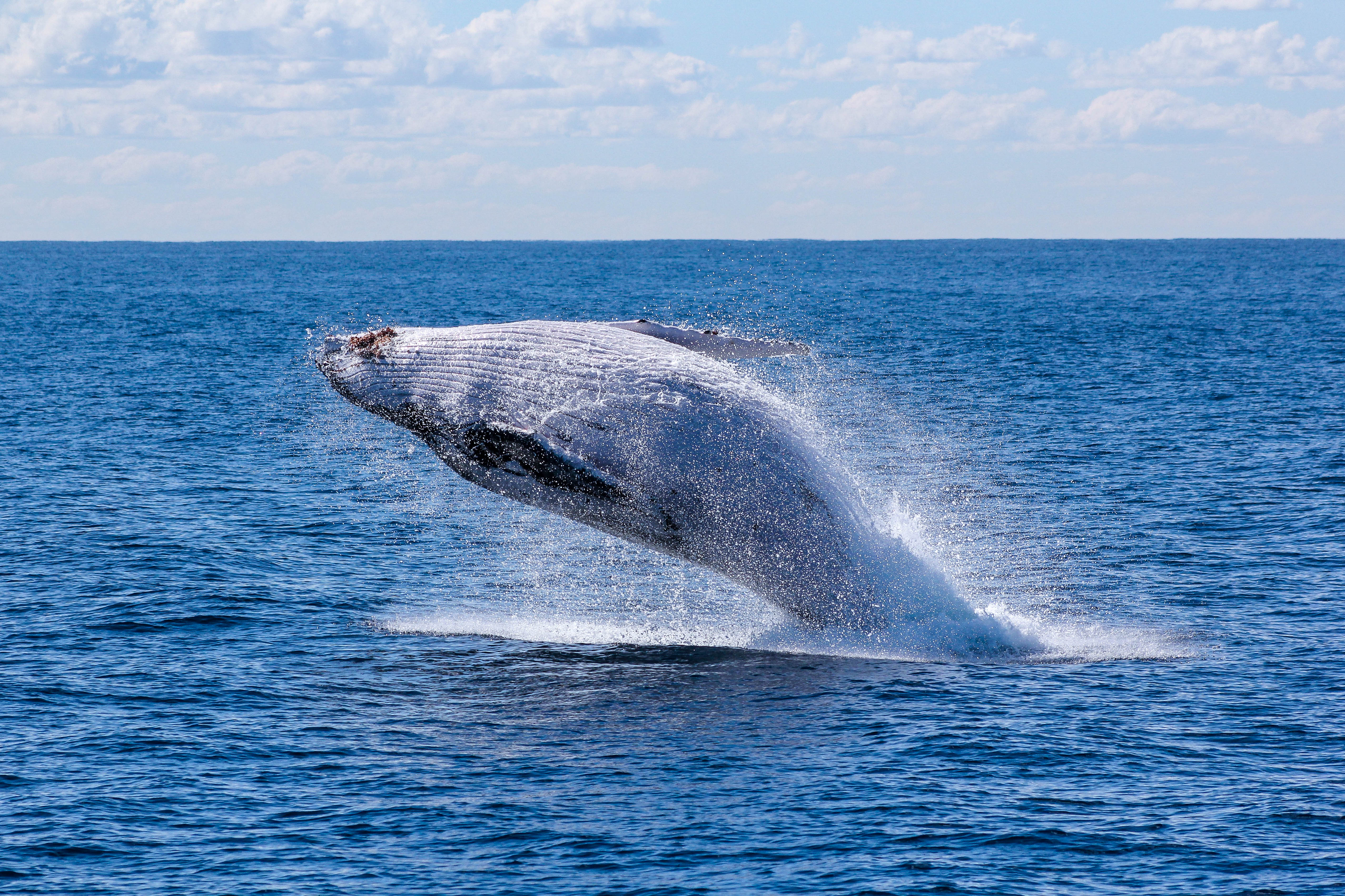 無料モバイル壁紙動物, 地平線, 海洋, 鯨をダウンロードします。