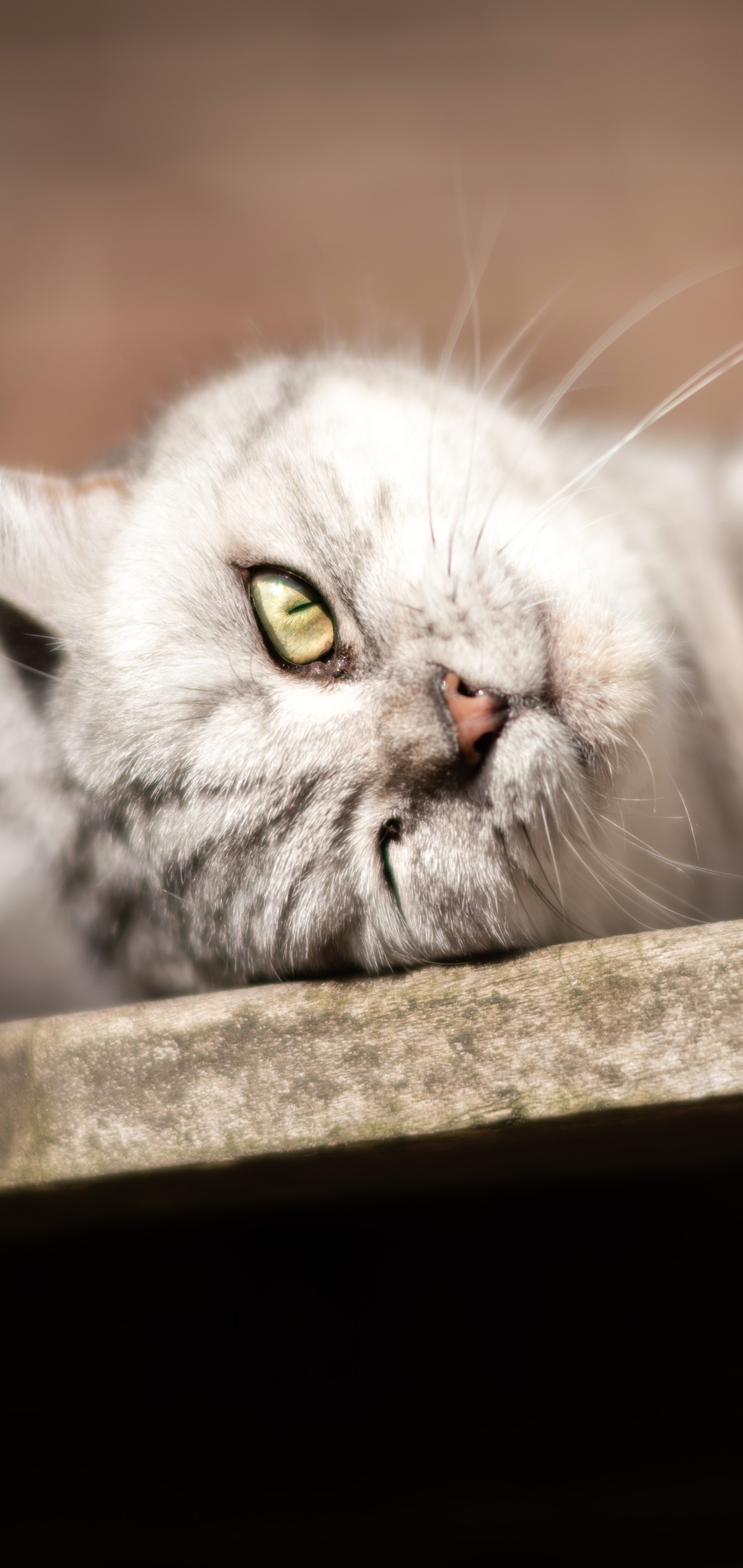 Baixar papel de parede para celular de Animais, Gatos, Gato gratuito.