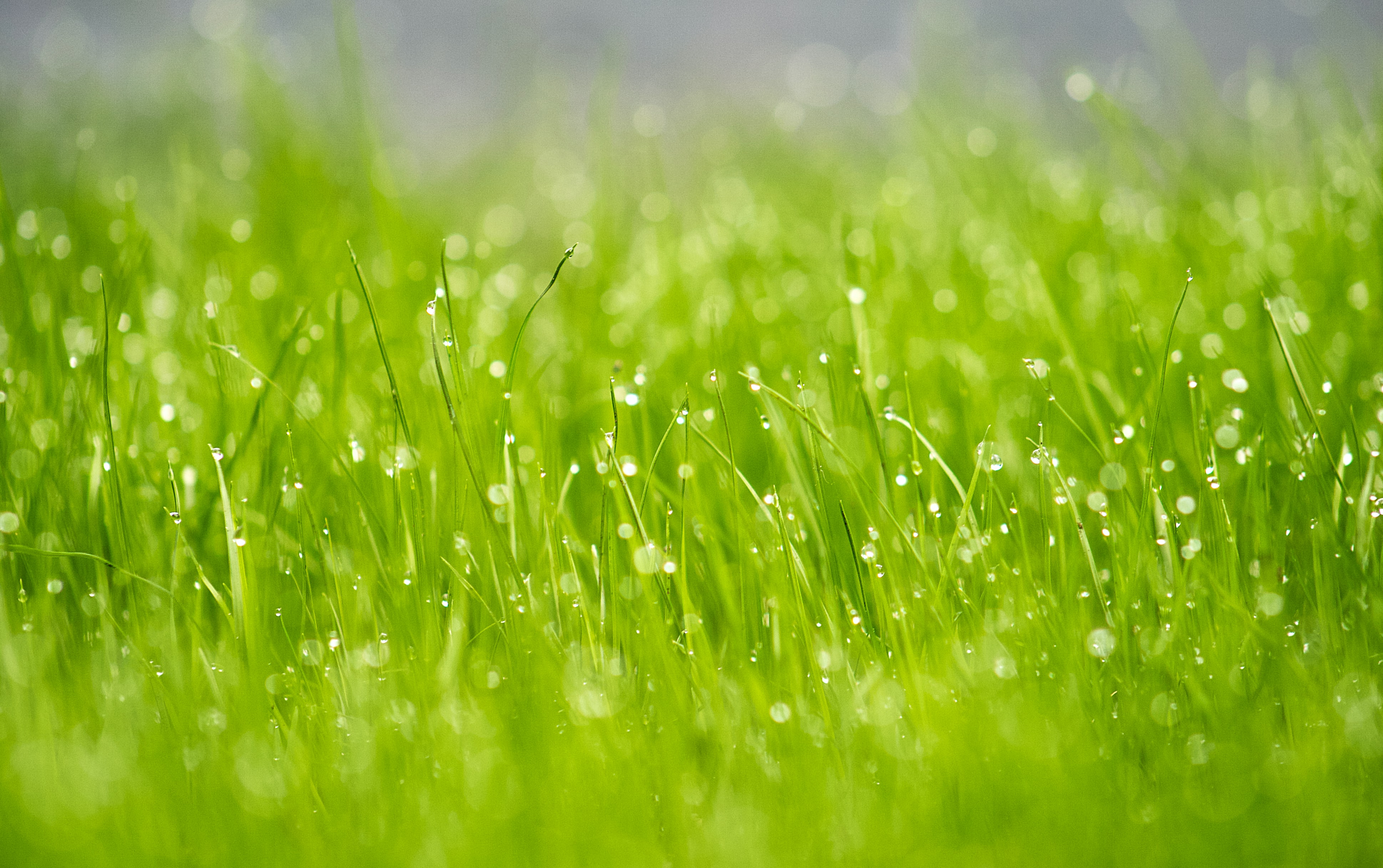 Laden Sie das Grass, Drops, Makro, Blendung, Tau-Bild kostenlos auf Ihren PC-Desktop herunter