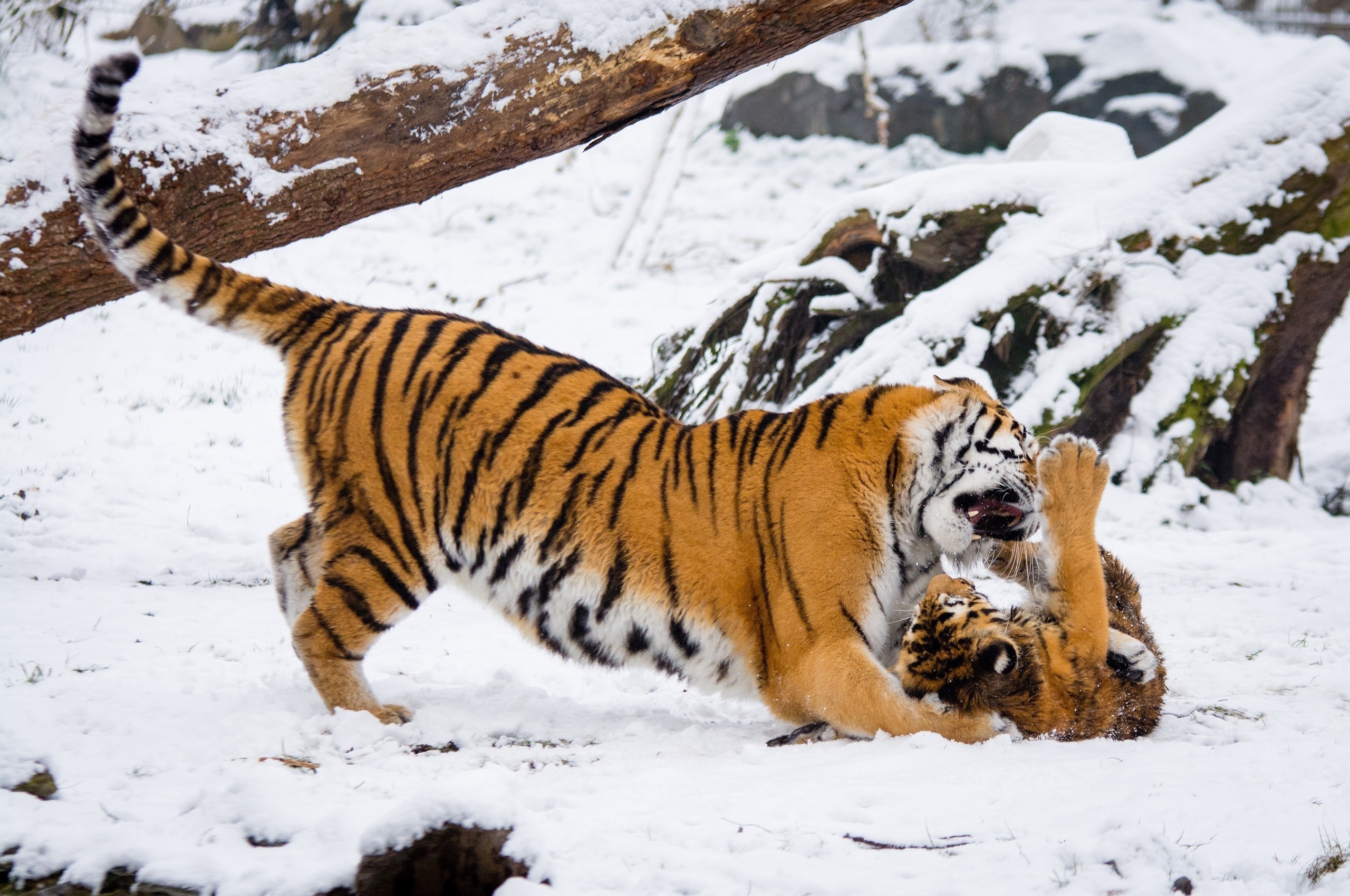 Download mobile wallpaper Winter, Cats, Snow, Tiger, Animal, Playing, Baby Animal, Cub for free.