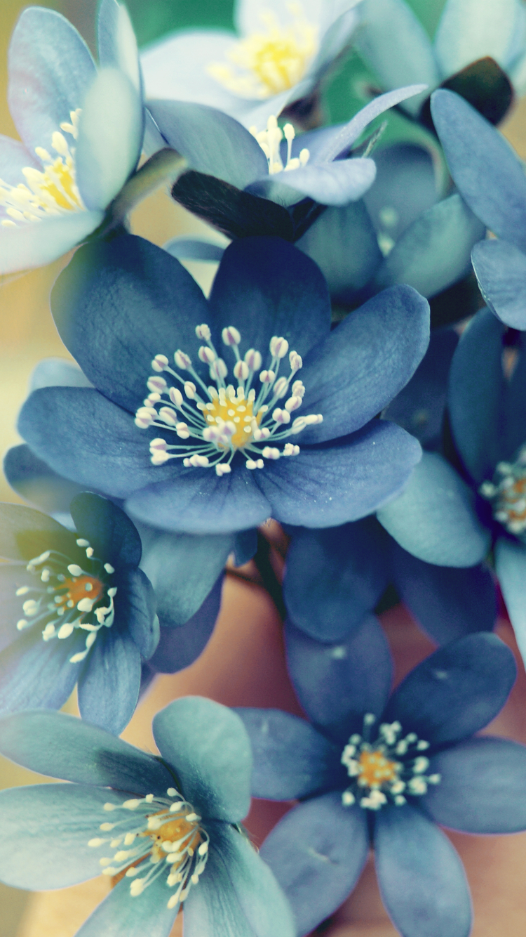Download mobile wallpaper Flowers, Flower, Earth, Forget Me Not, Blue Flower for free.