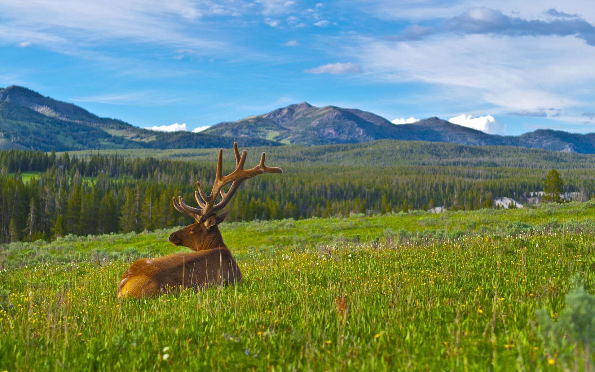 deer, horns, animals, landscape, grass, mountains lock screen backgrounds
