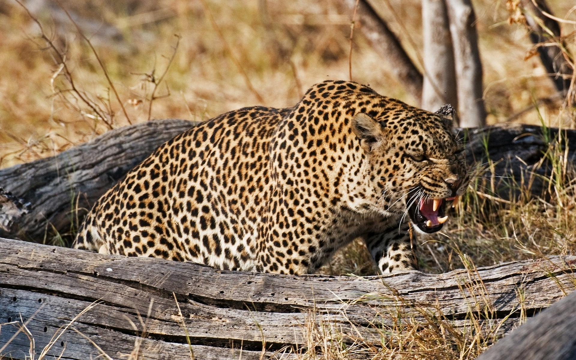 Download mobile wallpaper Leopard, Cats, Animal for free.