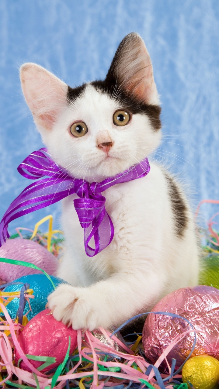 Download mobile wallpaper Cats, Easter, Cat, Kitten, Animal, Baby Animal, Easter Egg for free.