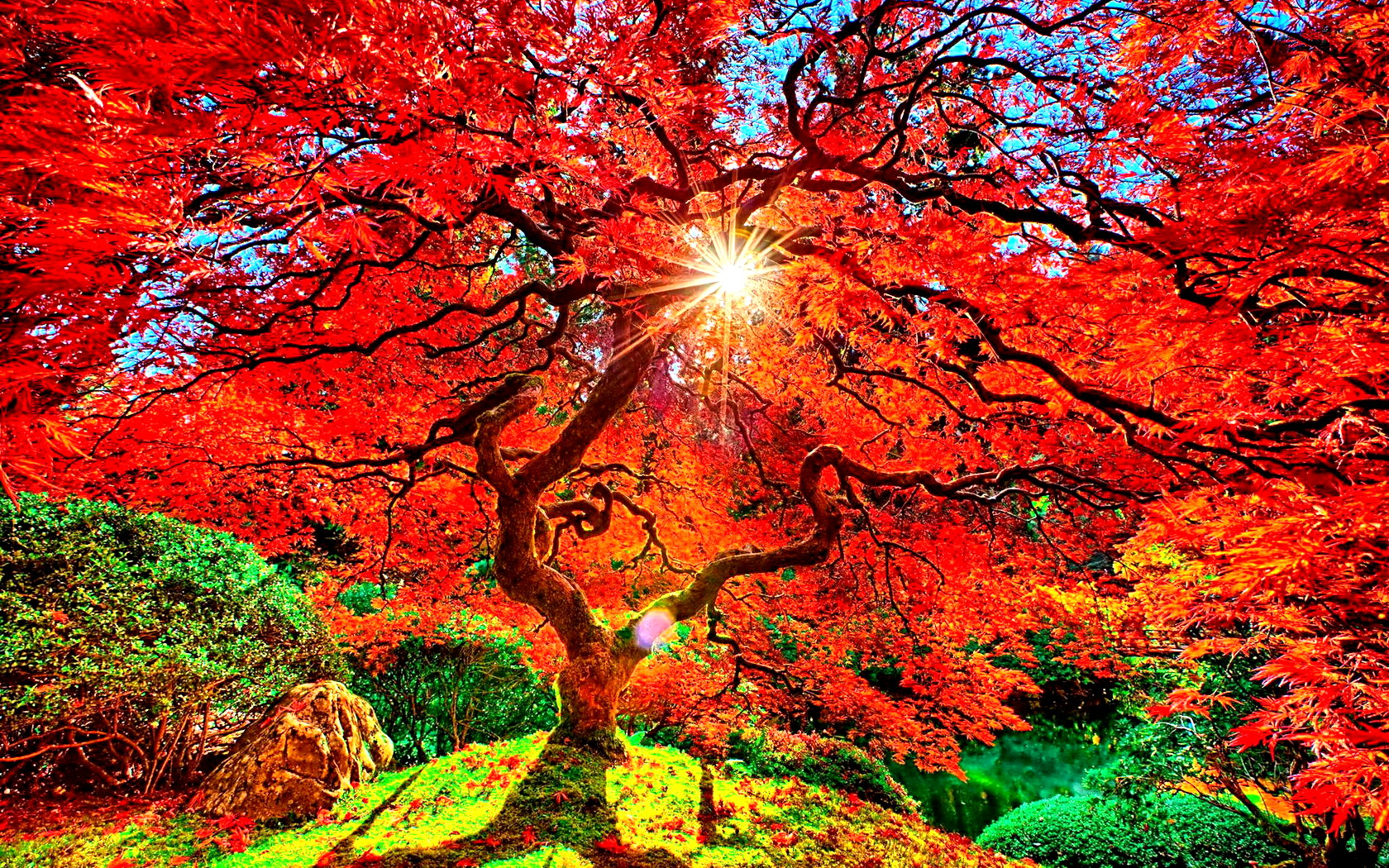 Скачать обои бесплатно Солнце, Дерево, Сад, Солнечный Свет, Падать, Земля/природа, Оранжевый Цвет) картинка на рабочий стол ПК