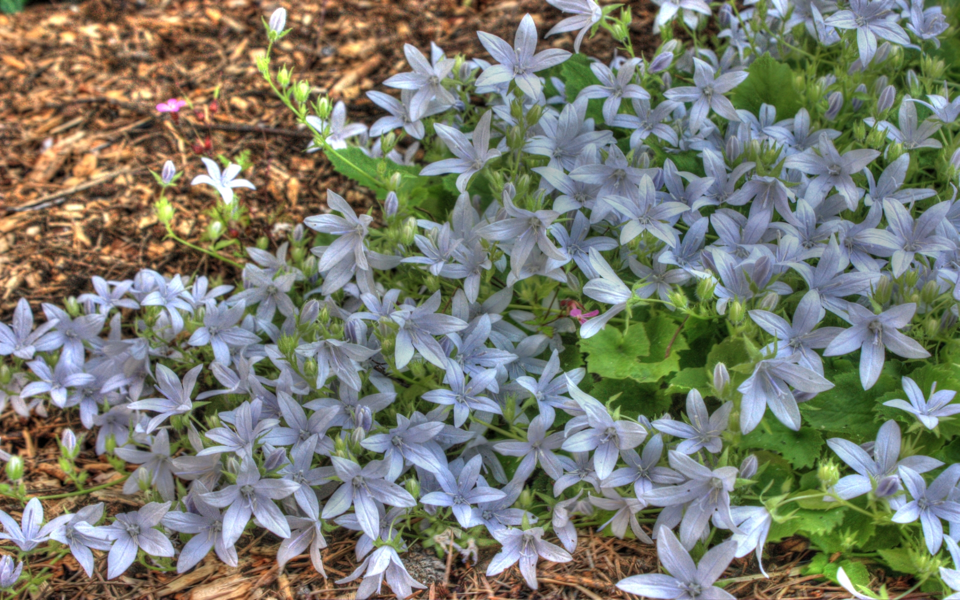 Laden Sie das Blumen, Blume, Erde/natur-Bild kostenlos auf Ihren PC-Desktop herunter