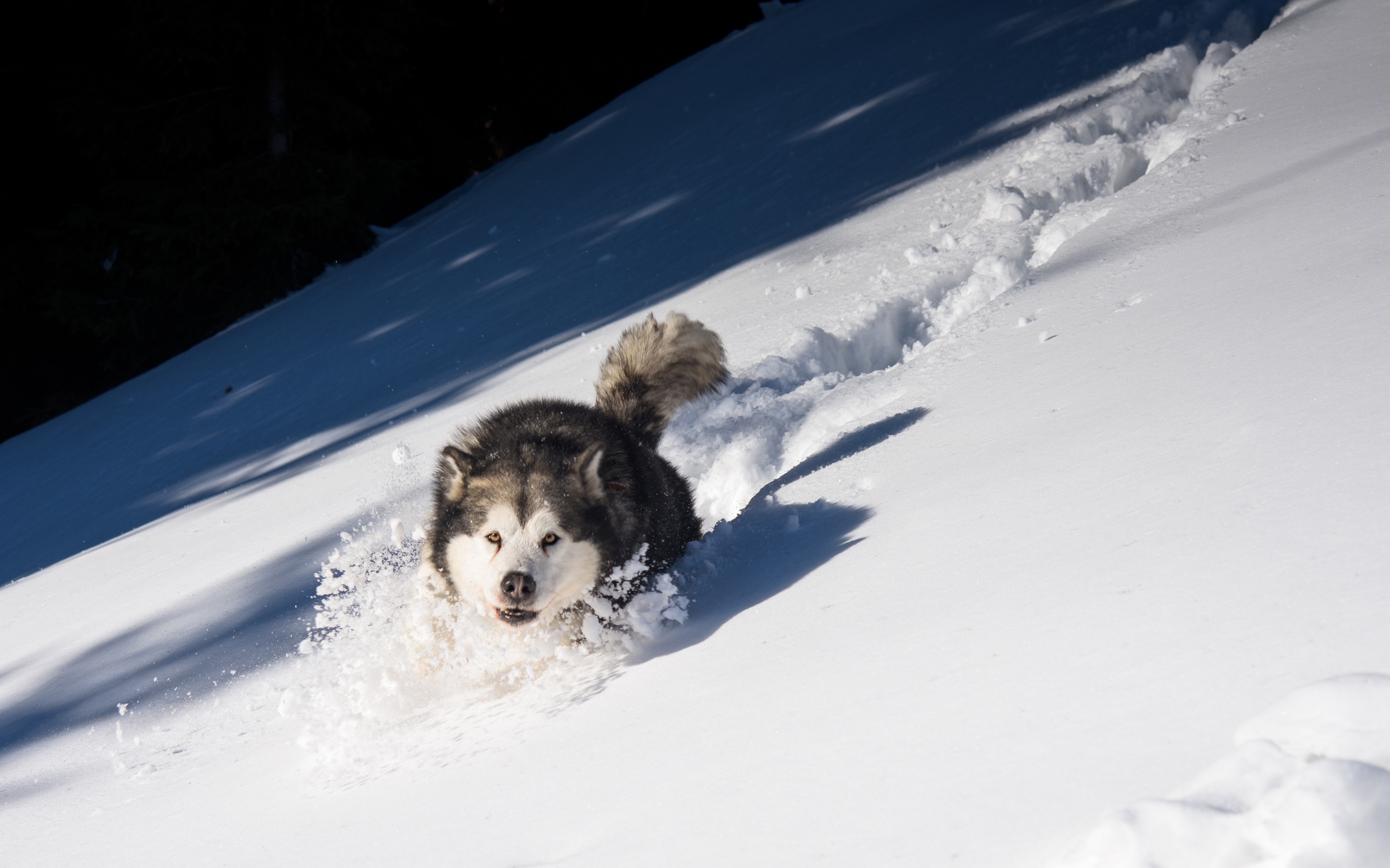 Free download wallpaper Winter, Dogs, Snow, Dog, Animal, Husky on your PC desktop