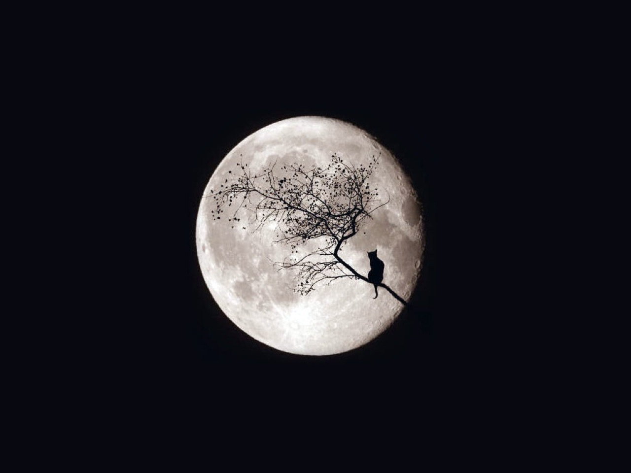 Скачать картинку Луна, Кошка, Земля/природа в телефон бесплатно.