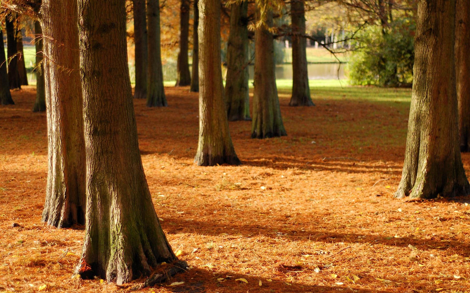 Téléchargez gratuitement l'image Arbre, Terre/nature sur le bureau de votre PC