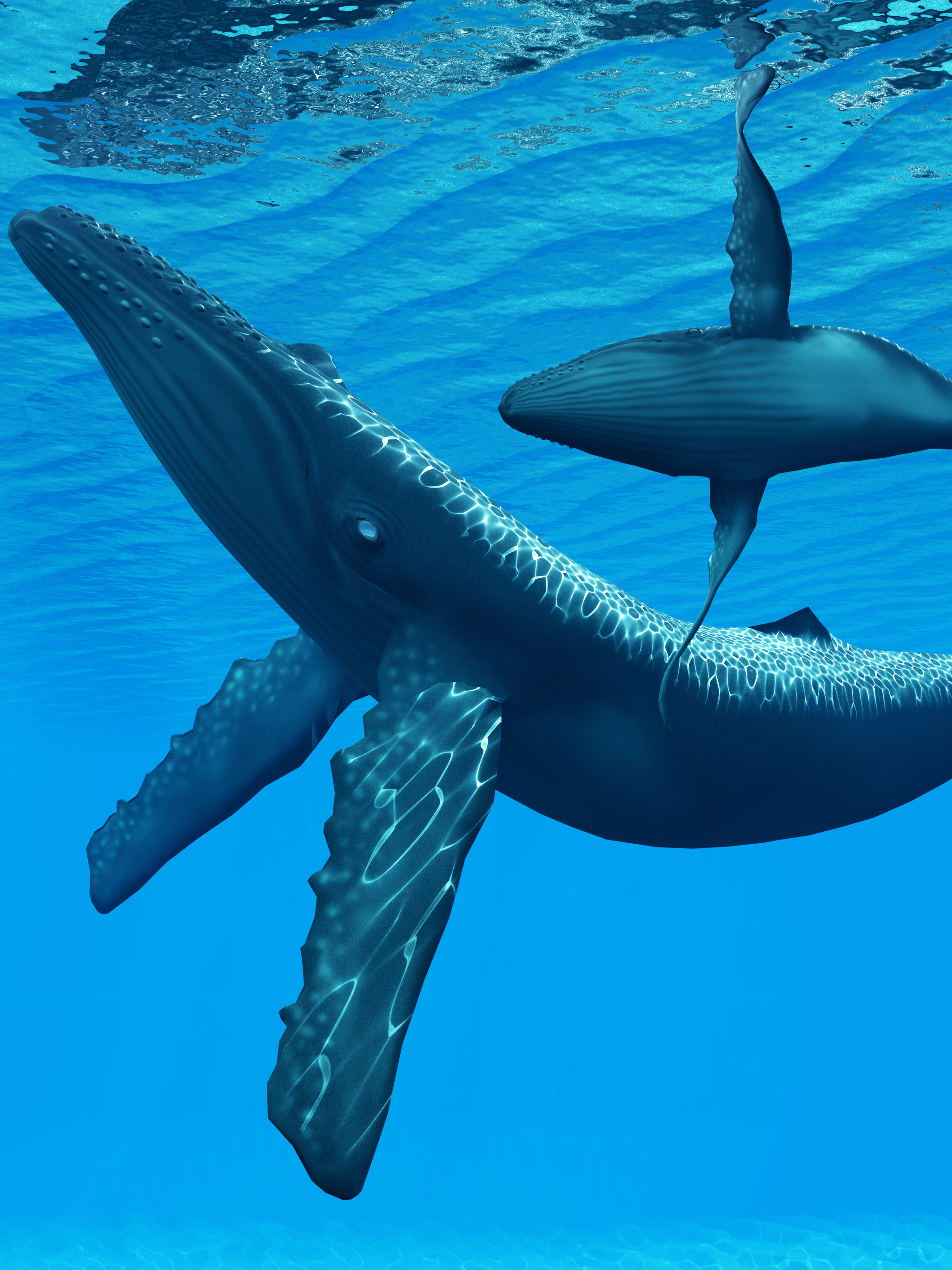 Download mobile wallpaper Animal, Whale, Underwater, Baby Animal for free.