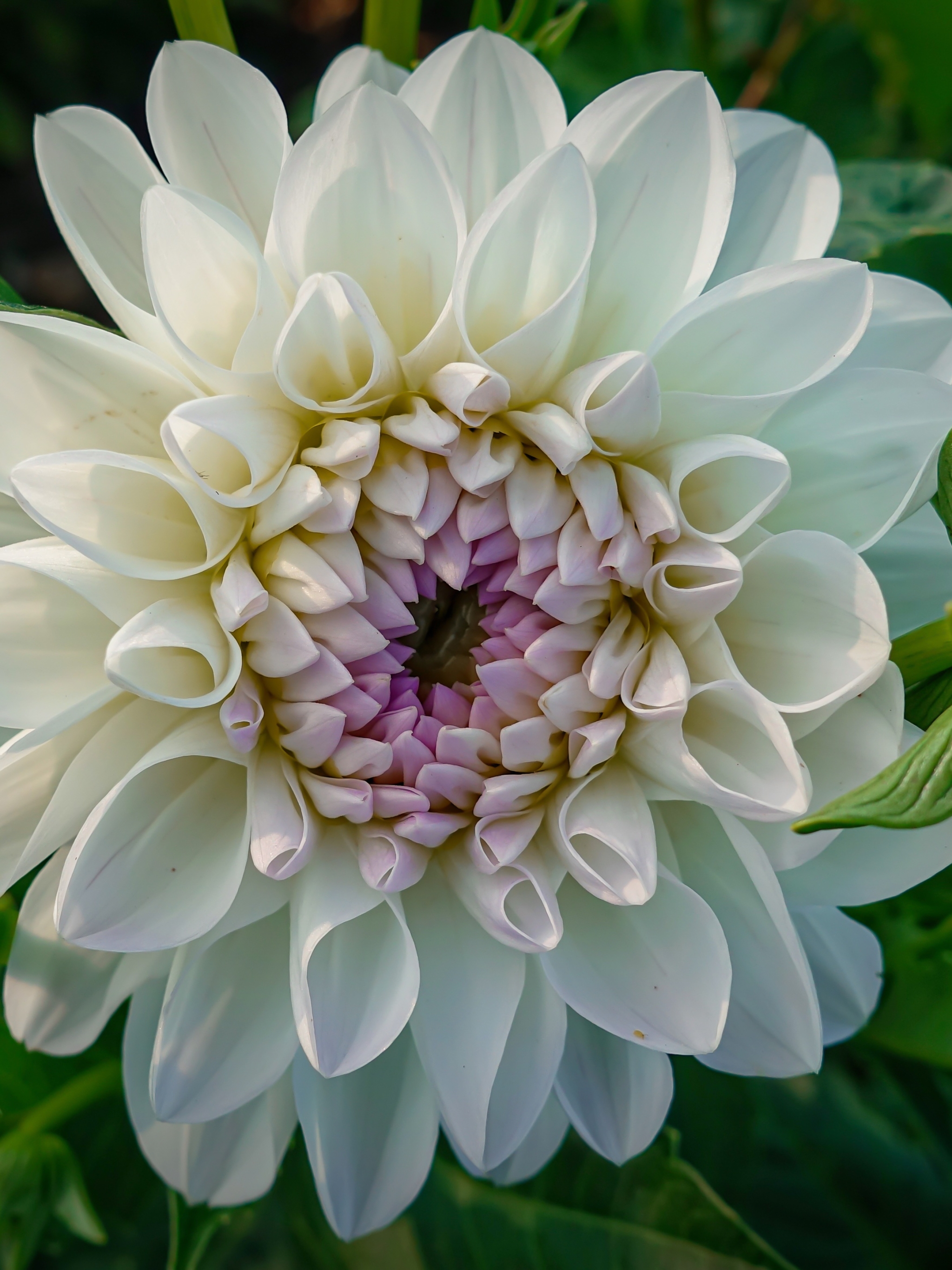 Free download wallpaper Flowers, Flower, Earth, Dahlia, White Flower on your PC desktop