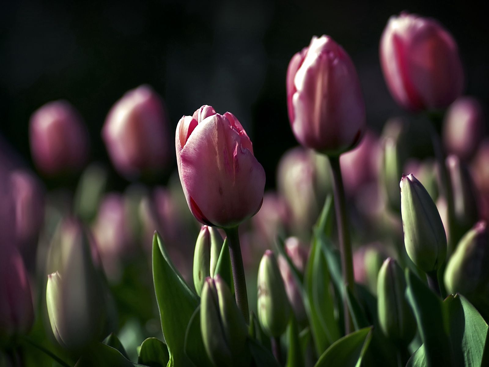 145164 descargar fondo de pantalla flores, tulipanes, noche, belleza, campo: protectores de pantalla e imágenes gratis