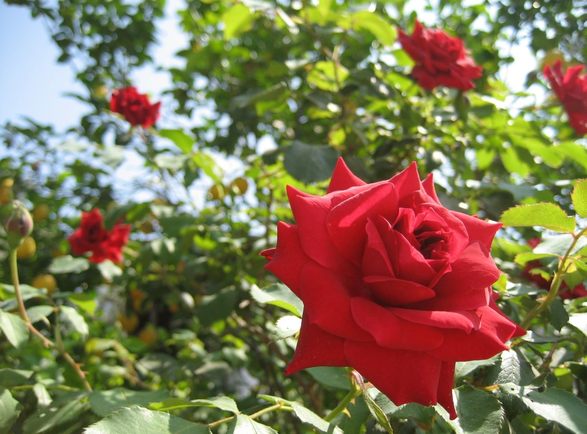 Baixe gratuitamente a imagem Flores, Verão, Fechar Se, Close Up, Ensolarado, Rosas, Jardim na área de trabalho do seu PC
