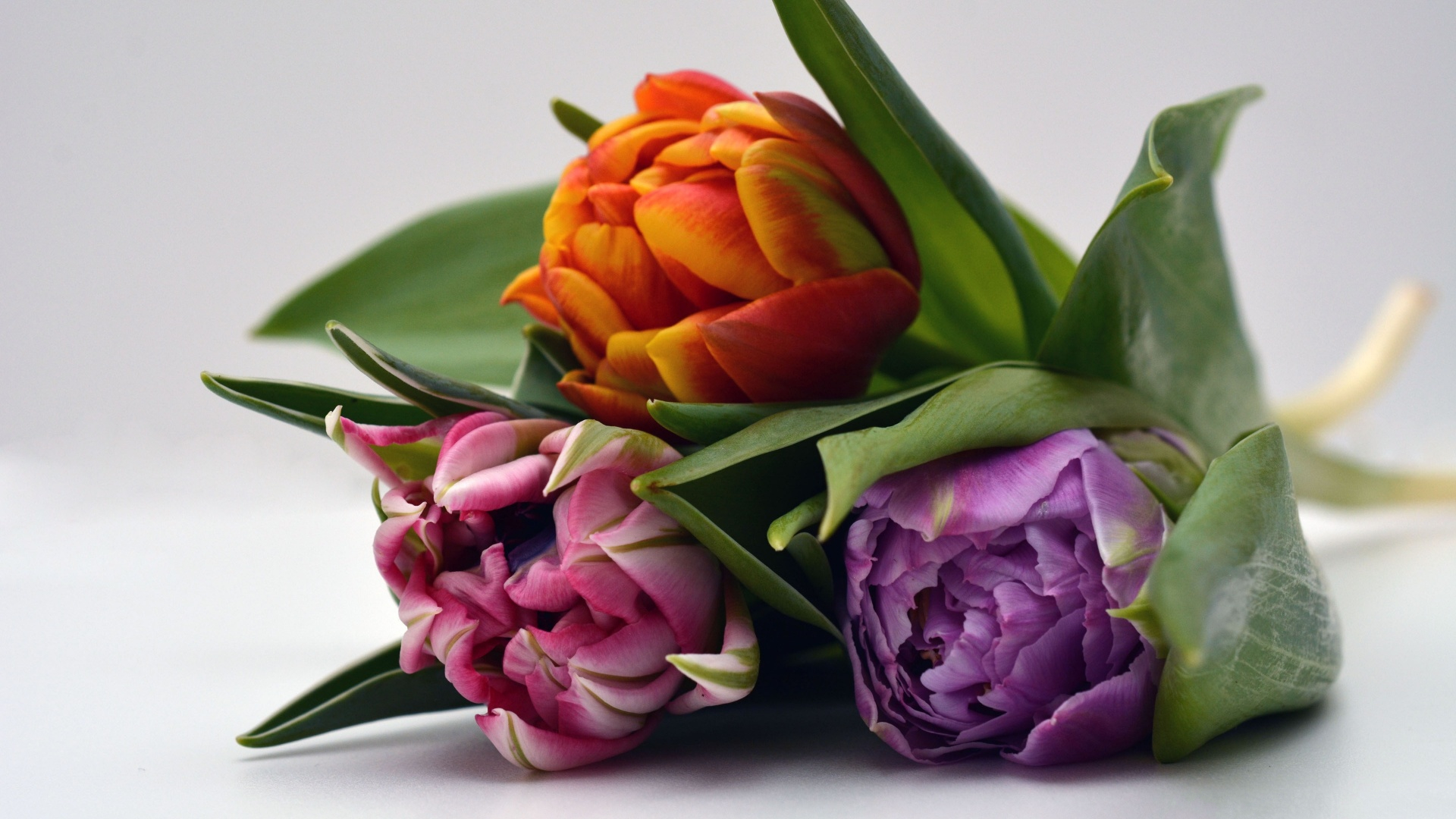 Download mobile wallpaper Flowers, Flower, Earth, Tulip, Purple Flower, Pink Flower, Orange Flower for free.
