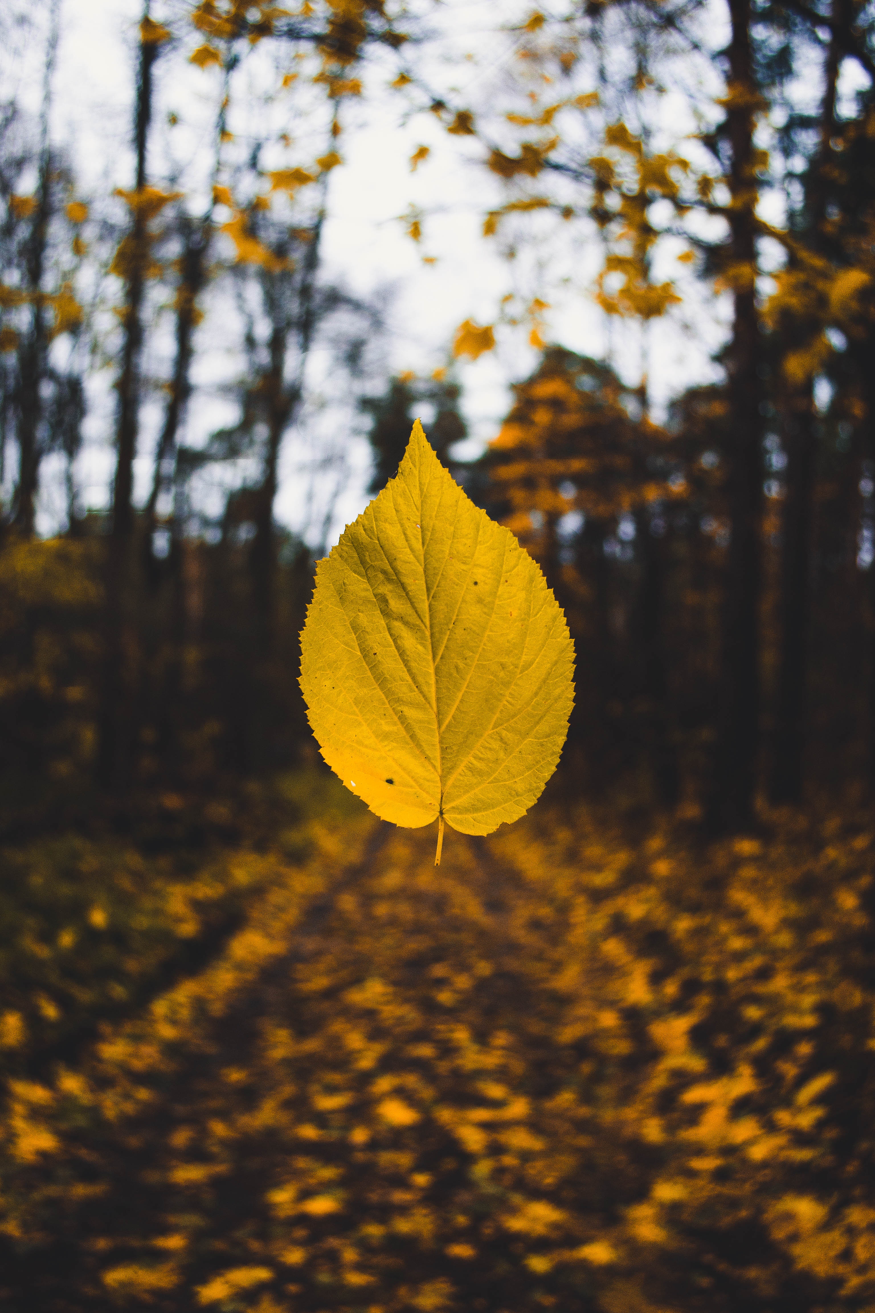 blur, levitation, autumn, yellow, macro, smooth, sheet, leaf High Definition image