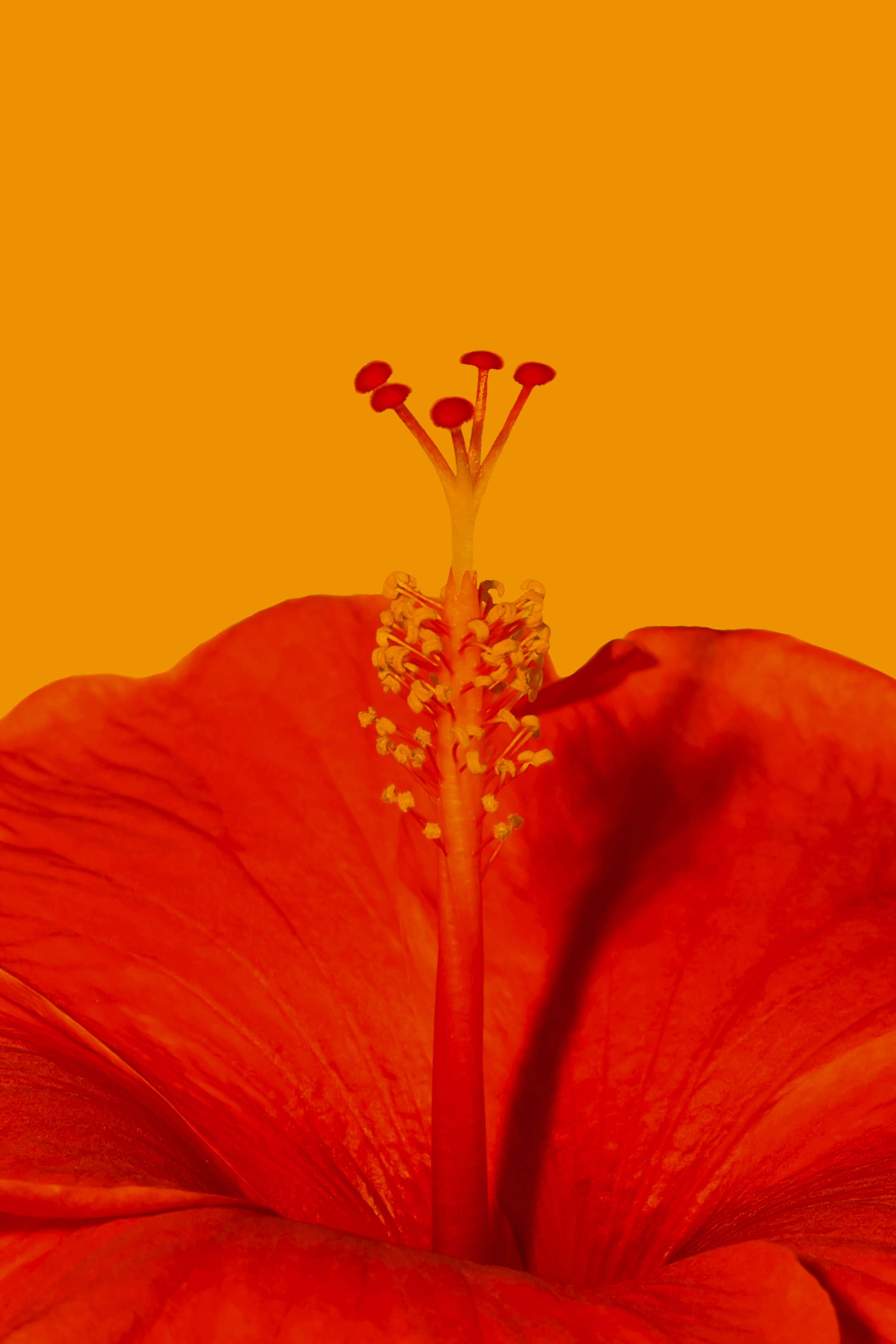 Download mobile wallpaper Macro, Flower, Hibiscus for free.