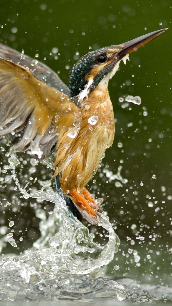 Download mobile wallpaper Birds, Animal, Kingfisher for free.