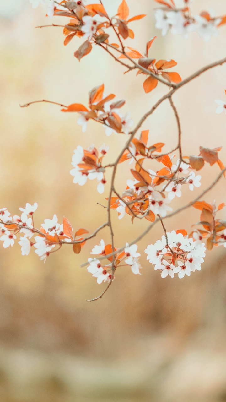 Download mobile wallpaper Flowers, Flower, Branch, Earth, Spring, White Flower, Blossom for free.