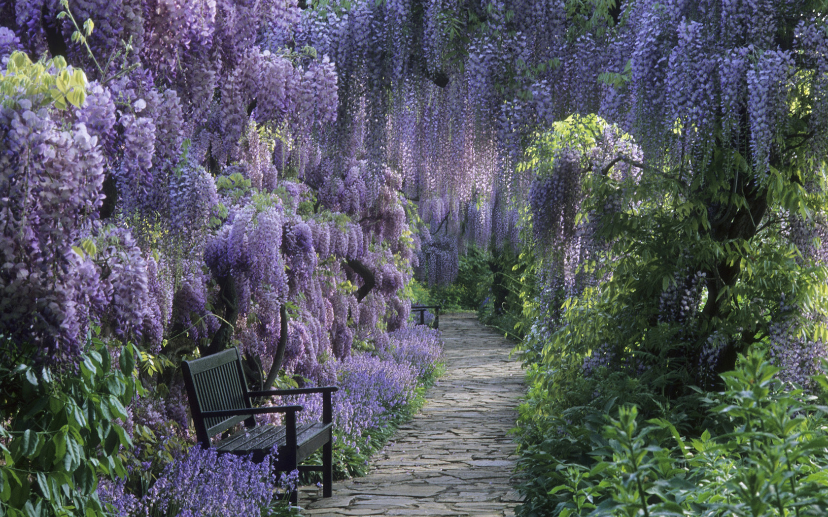 Download mobile wallpaper Flower, Park, Earth, Path, Bench, Spring, Wisteria, Purple Flower for free.