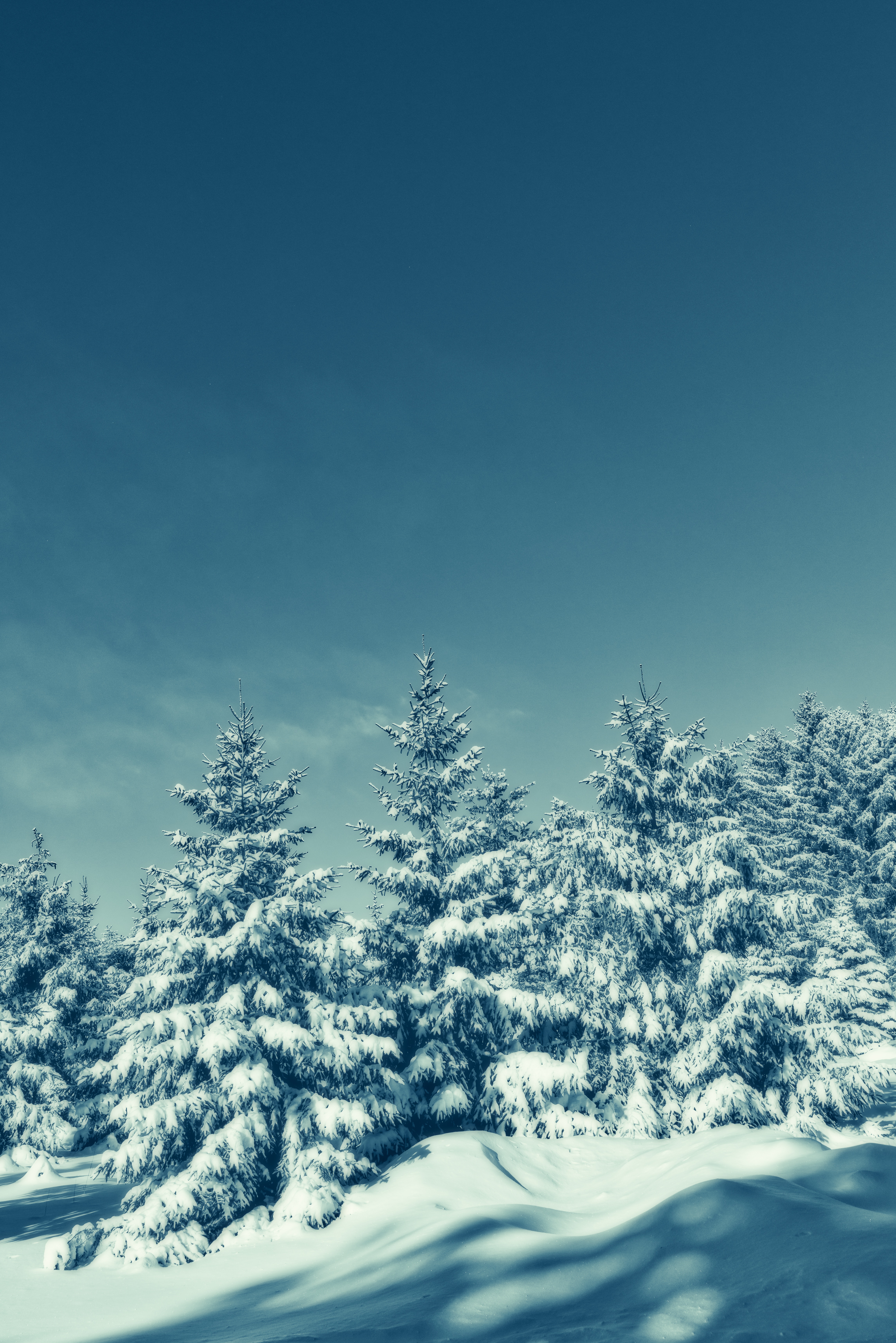 135694 скачать картинку заснеженный, зима, природа, деревья, небо, снег - обои и заставки бесплатно