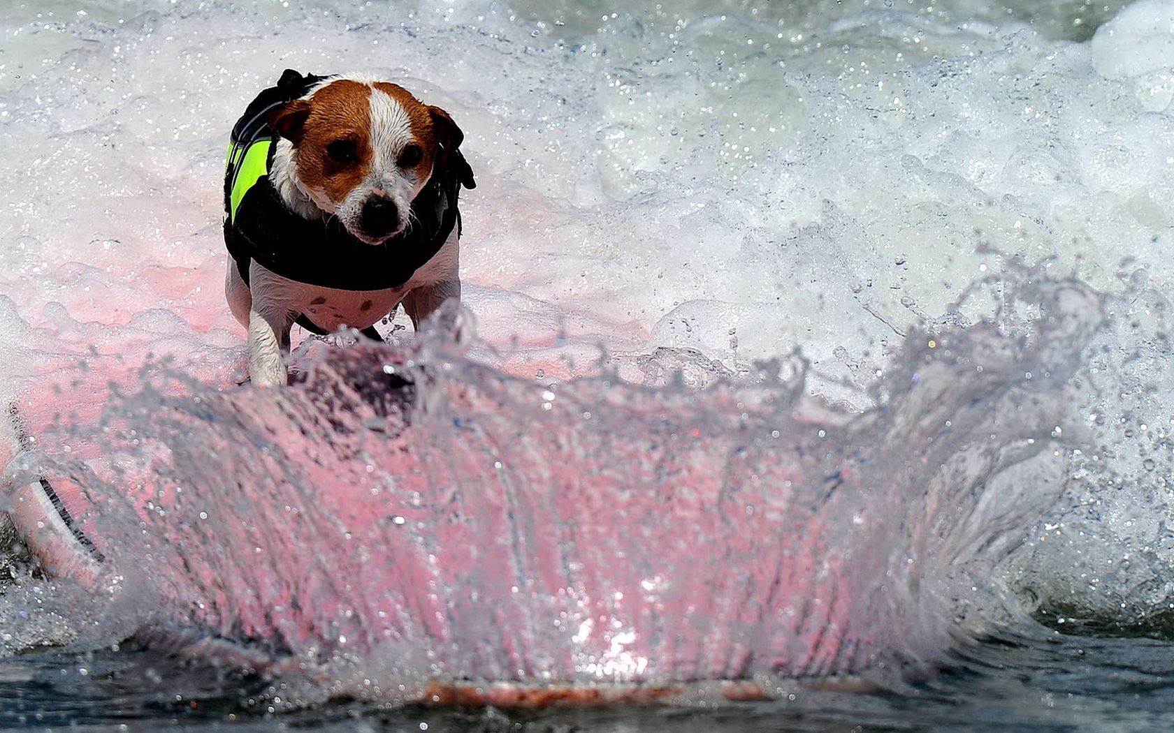 Laden Sie das Sprühen, Spray, Welle, Bord, Tafel, Tiere, Hund-Bild kostenlos auf Ihren PC-Desktop herunter