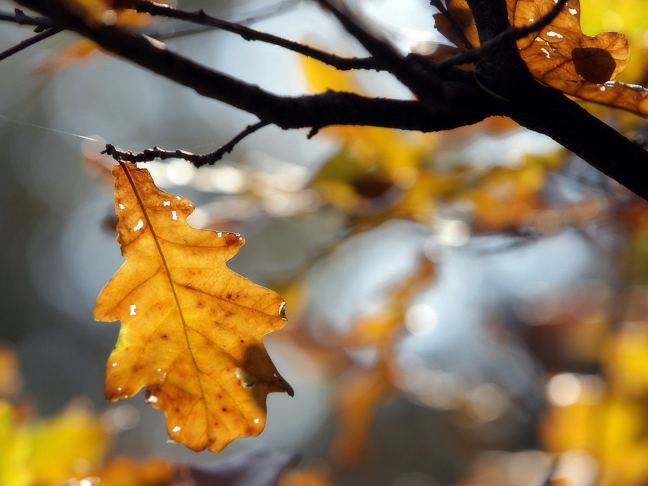 Скачать картинку Деревья, Листья, Растения, Осень в телефон бесплатно.