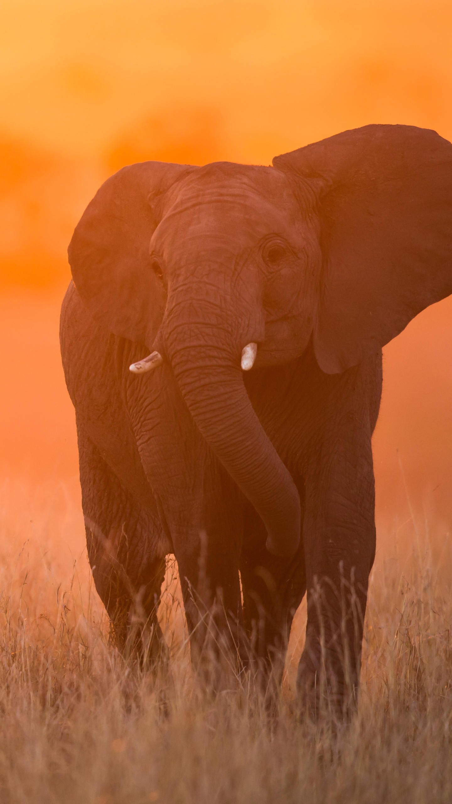 Free download wallpaper Sunset, Elephants, Animal, African Bush Elephant on your PC desktop