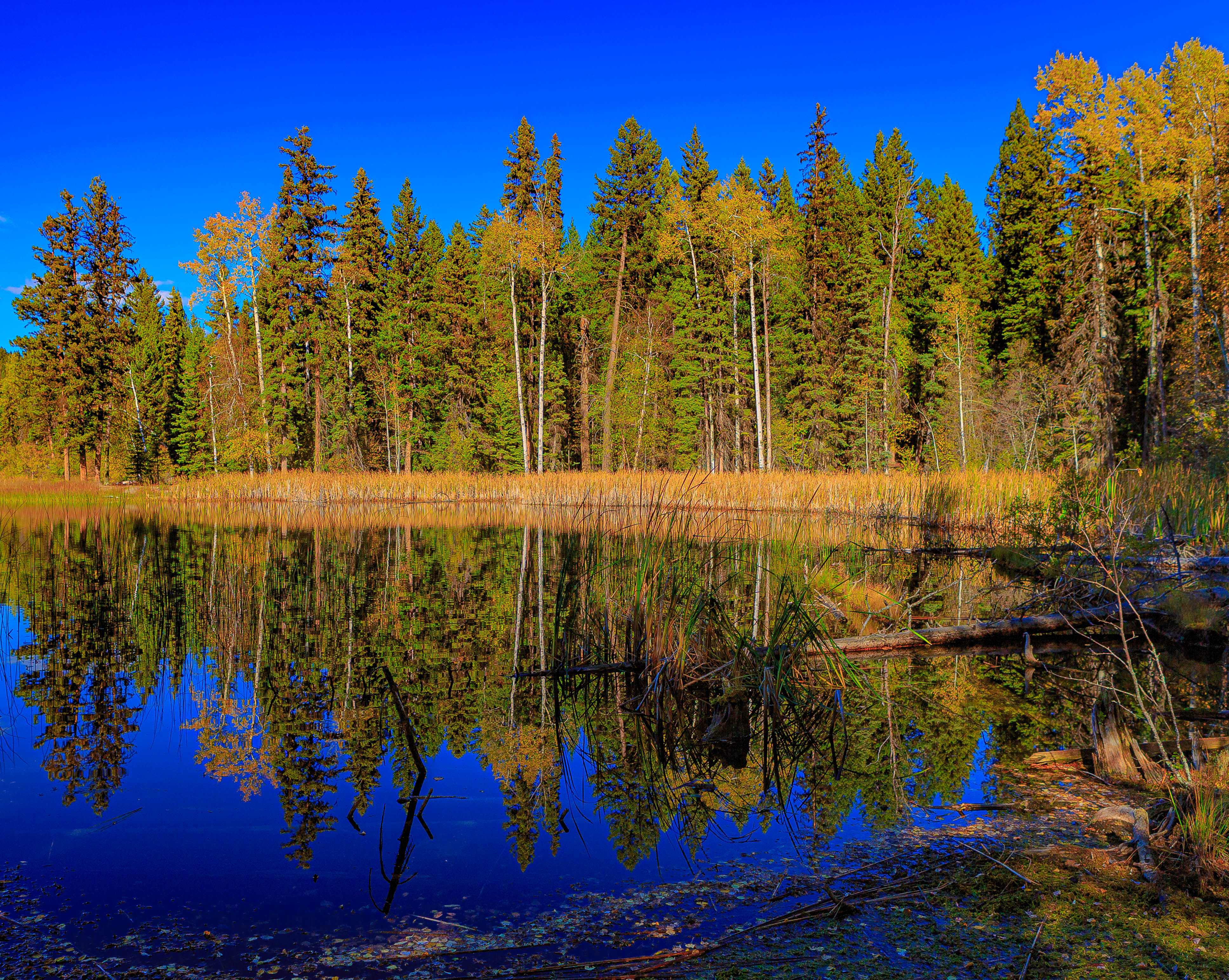 PCデスクトップに自然, 木, 湖, 反射, 森, 森林, 風景画像を無料でダウンロード
