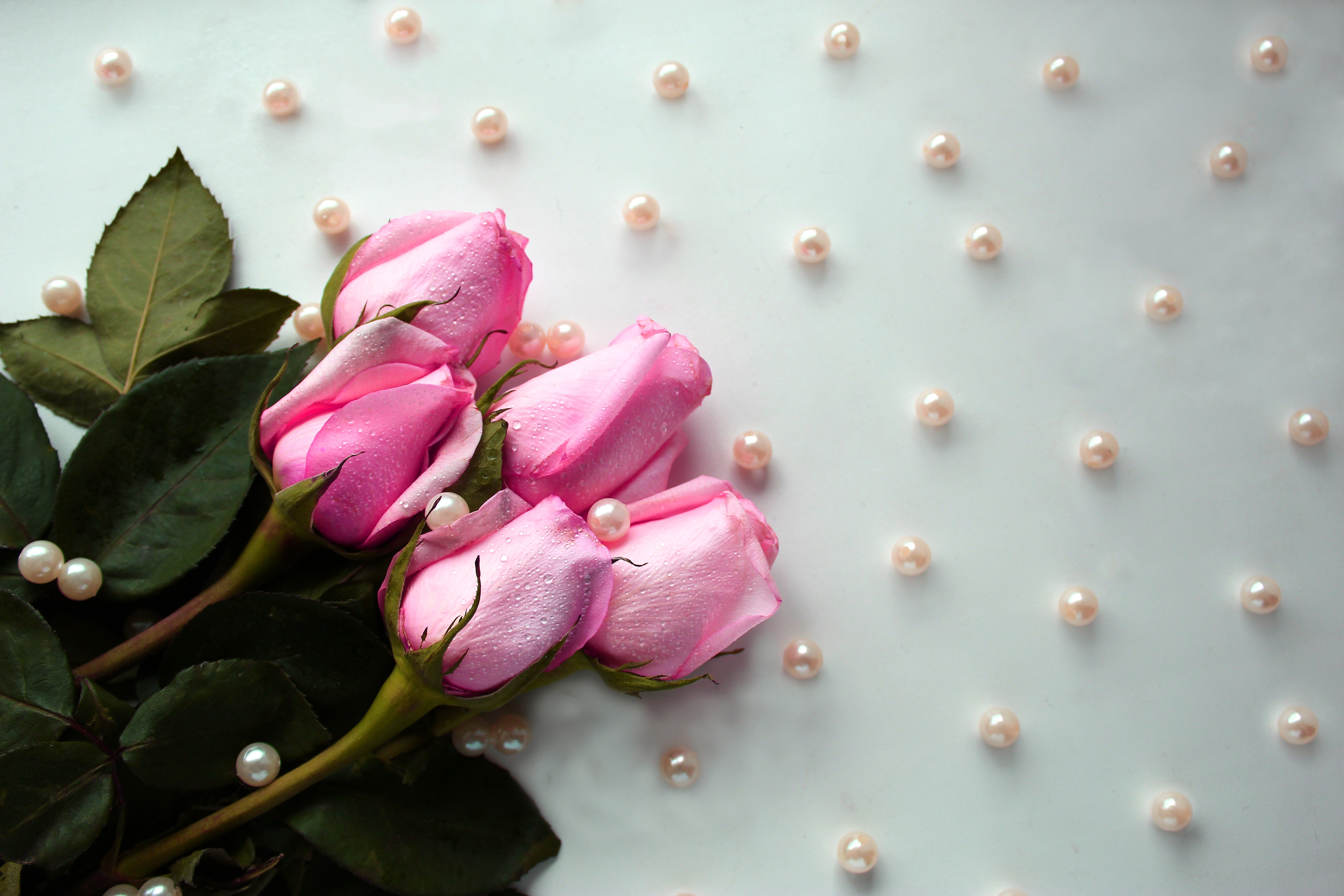 Laden Sie das Blumen, Blume, Rose, Perle, Erde/natur, Pinke Blume-Bild kostenlos auf Ihren PC-Desktop herunter