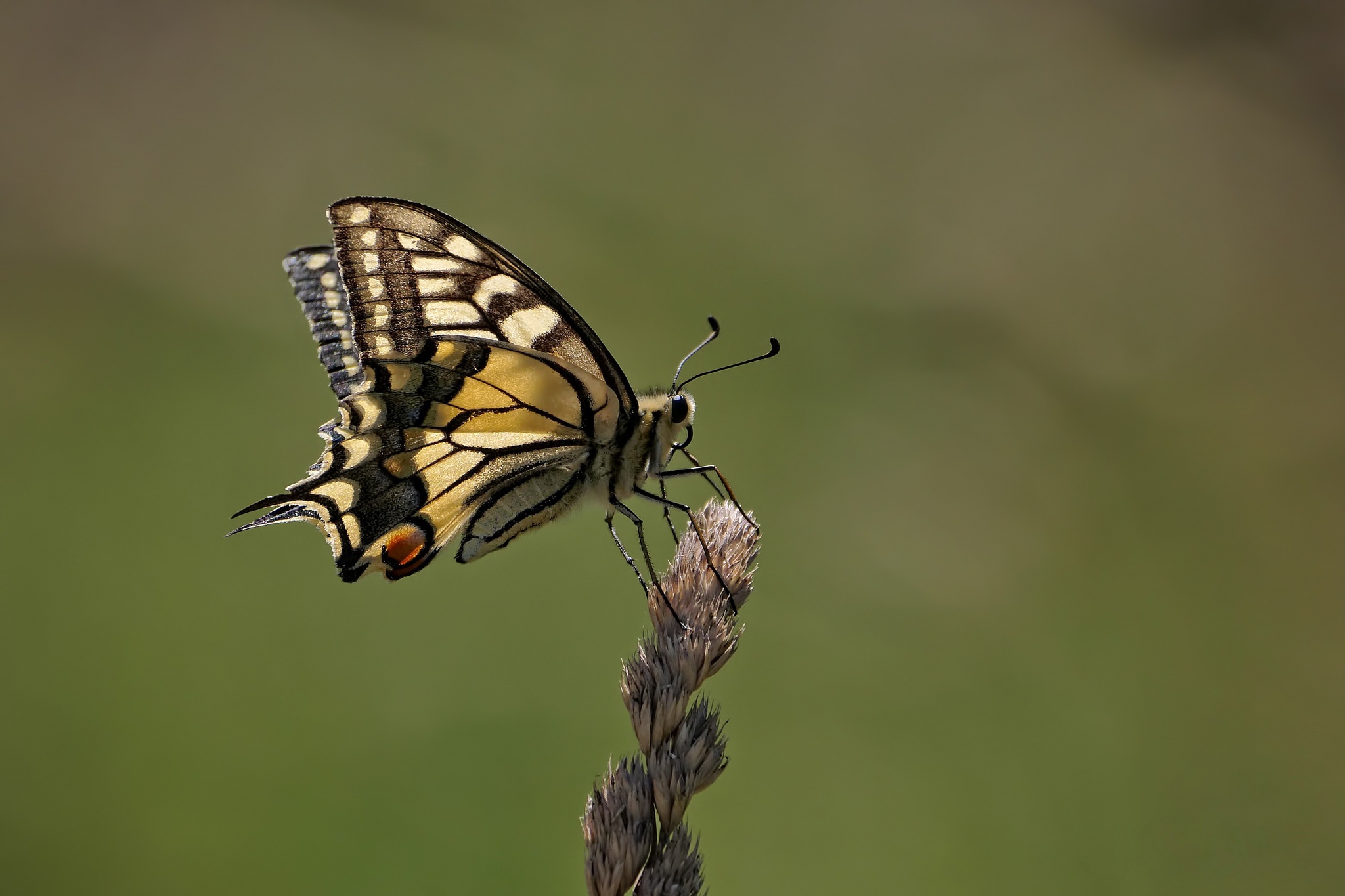Free download wallpaper Insects, Macro, Insect, Butterfly, Animal, Swallowtail Butterfly on your PC desktop