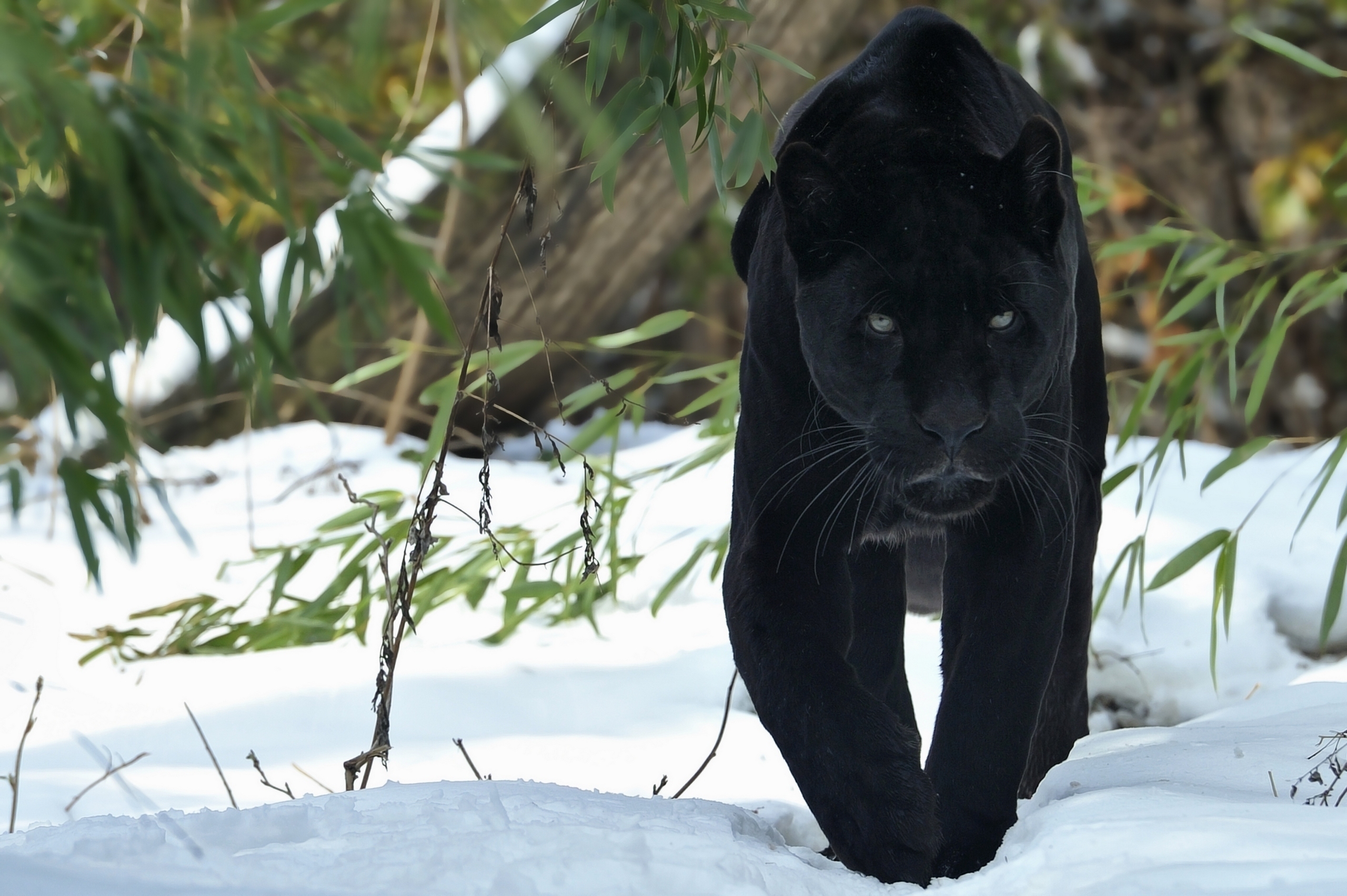 big cat, panther, predator, stroll, winter, animals, snow HD wallpaper
