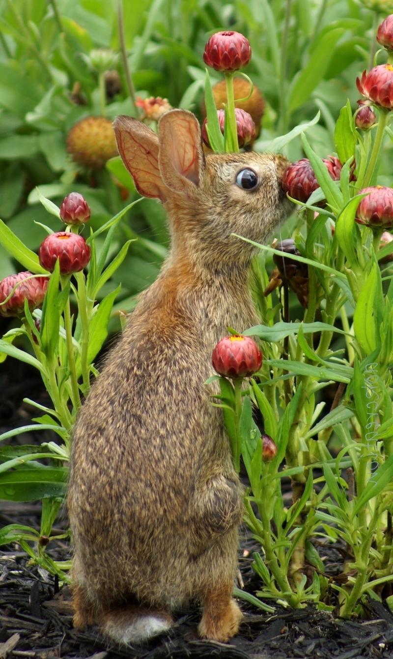 Handy-Wallpaper Tiere, Hase kostenlos herunterladen.