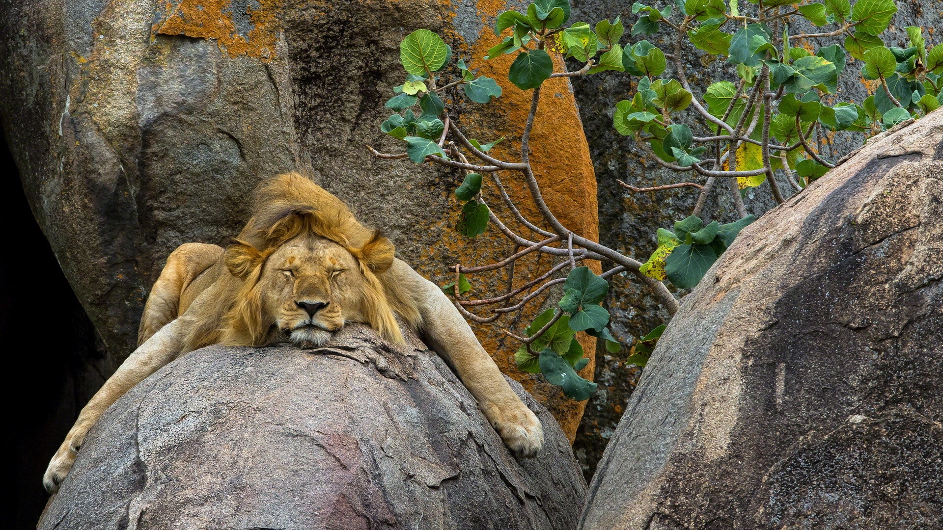 無料モバイル壁紙動物, ライオン, 猫, 睡眠をダウンロードします。