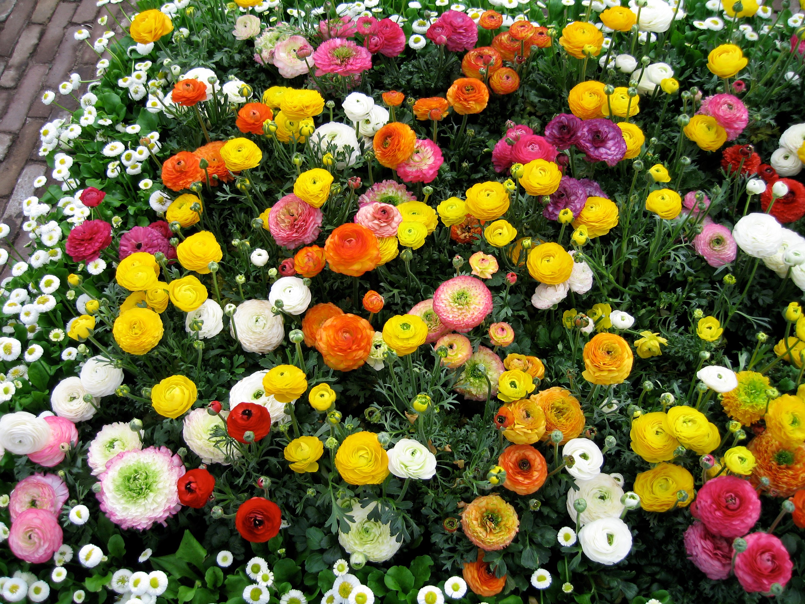 439325壁紙のダウンロード地球, ラナンキュラ, カラフル, 花, ピンクの花, 白い花, 黄色い花, フラワーズ-スクリーンセーバーと写真を無料で