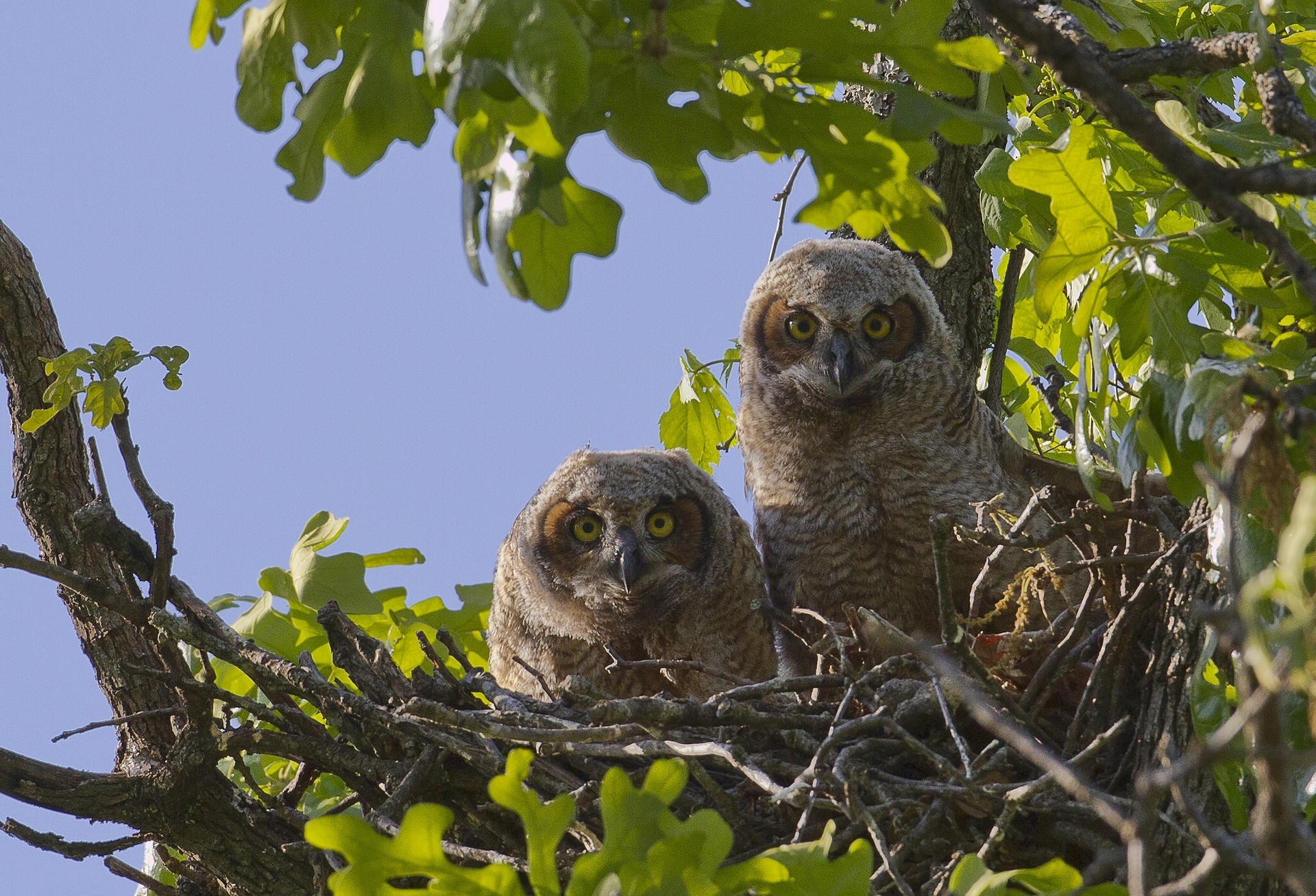 Téléchargez des papiers peints mobile Hibou, Des Oiseaux, Animaux gratuitement.