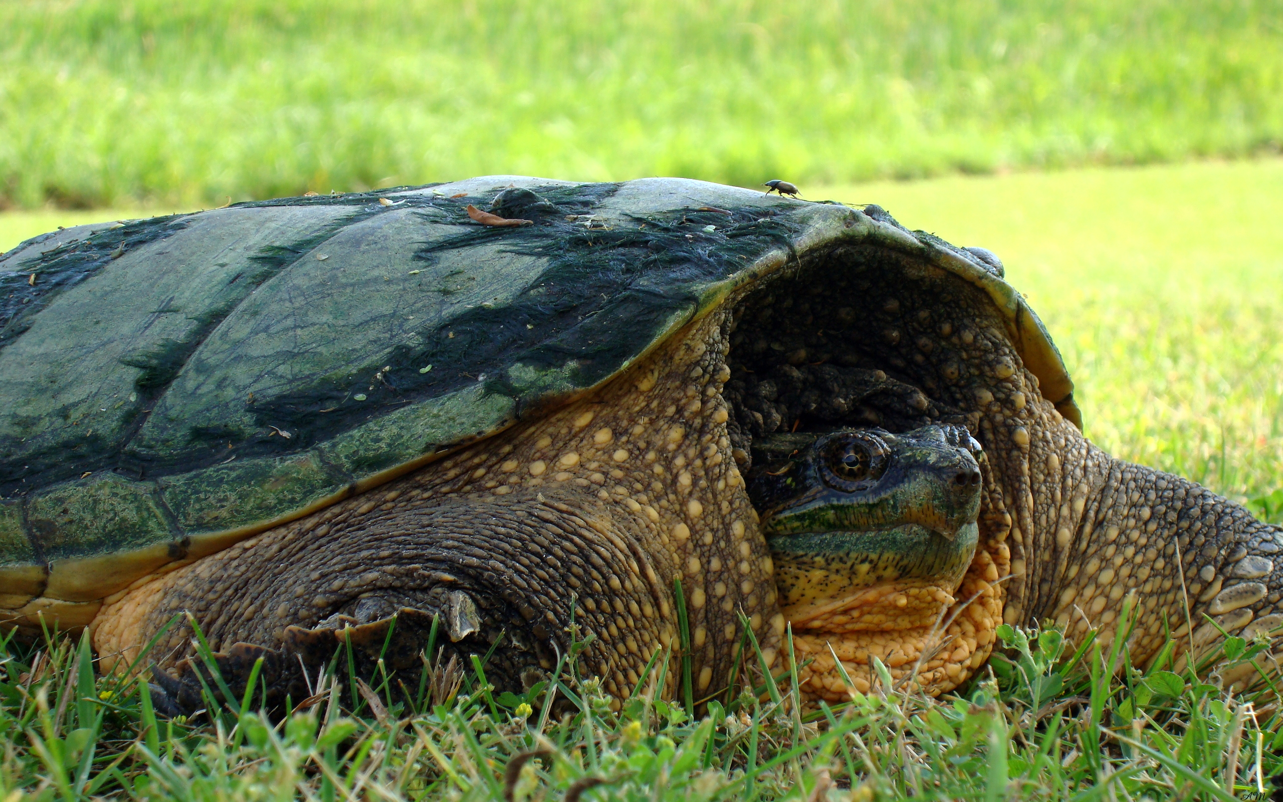 173801 descargar imagen animales, tortuga, tortugas: fondos de pantalla y protectores de pantalla gratis