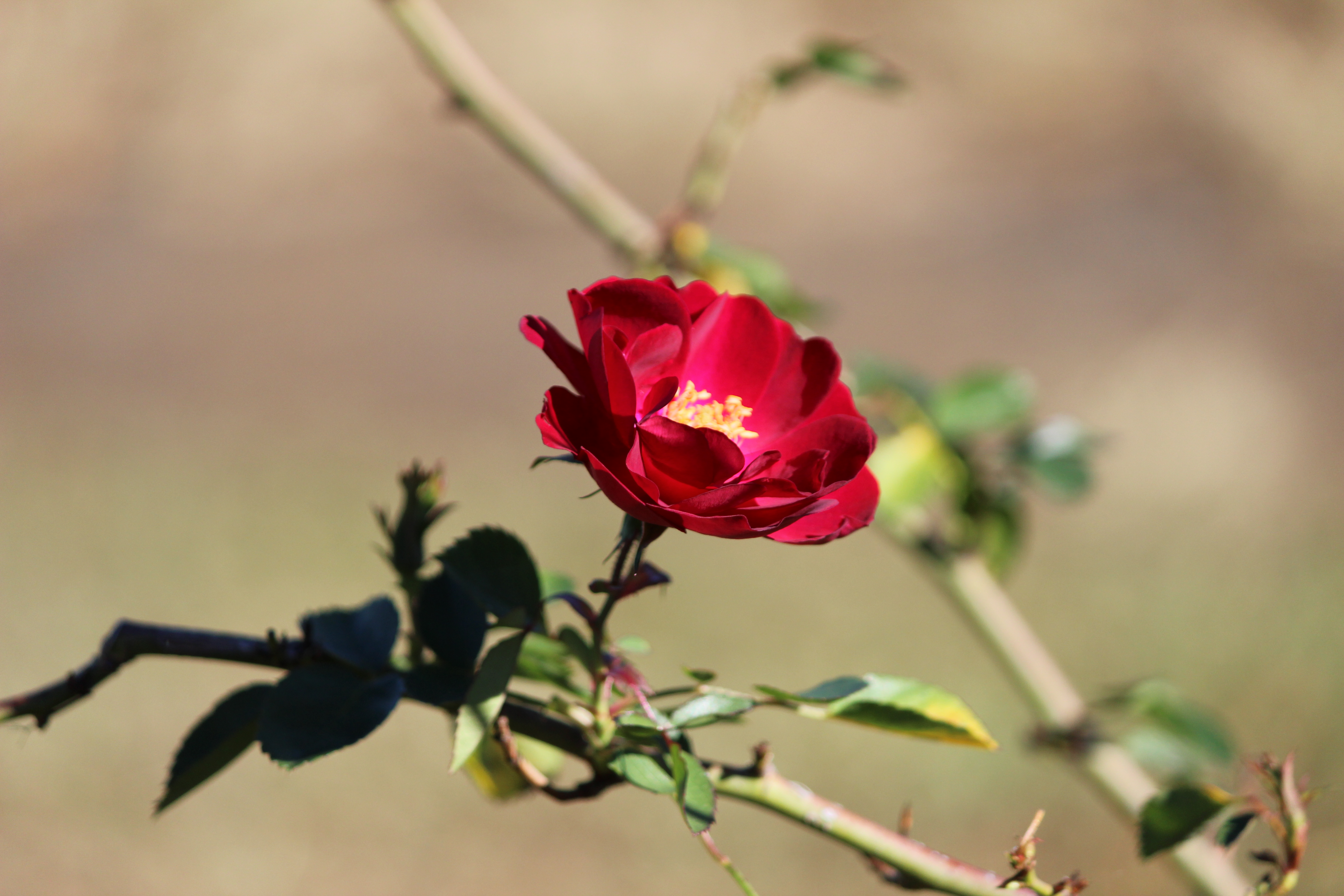 Free download wallpaper Flowers, Rose, Earth on your PC desktop