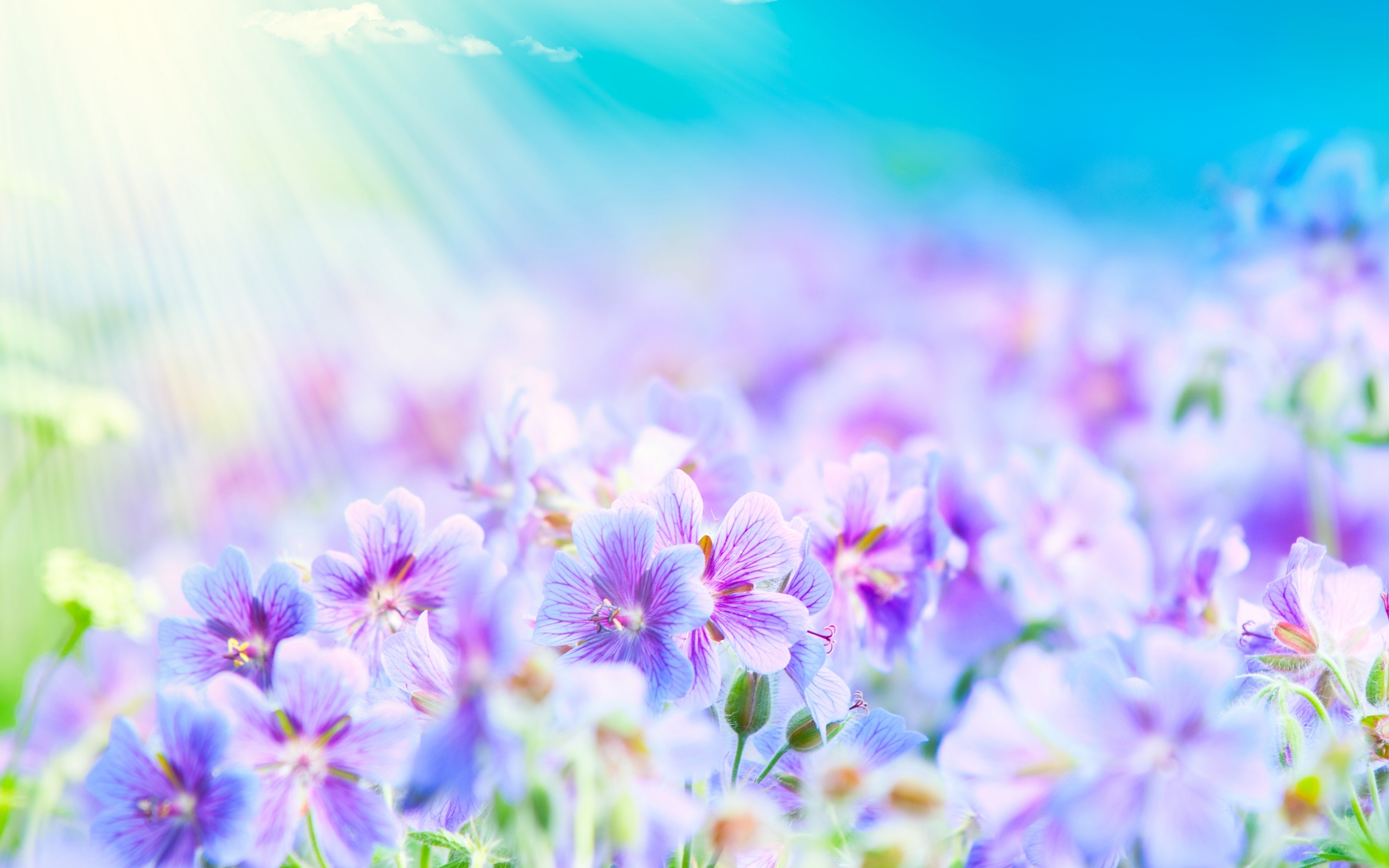 background, flowers, plants, blue cellphone