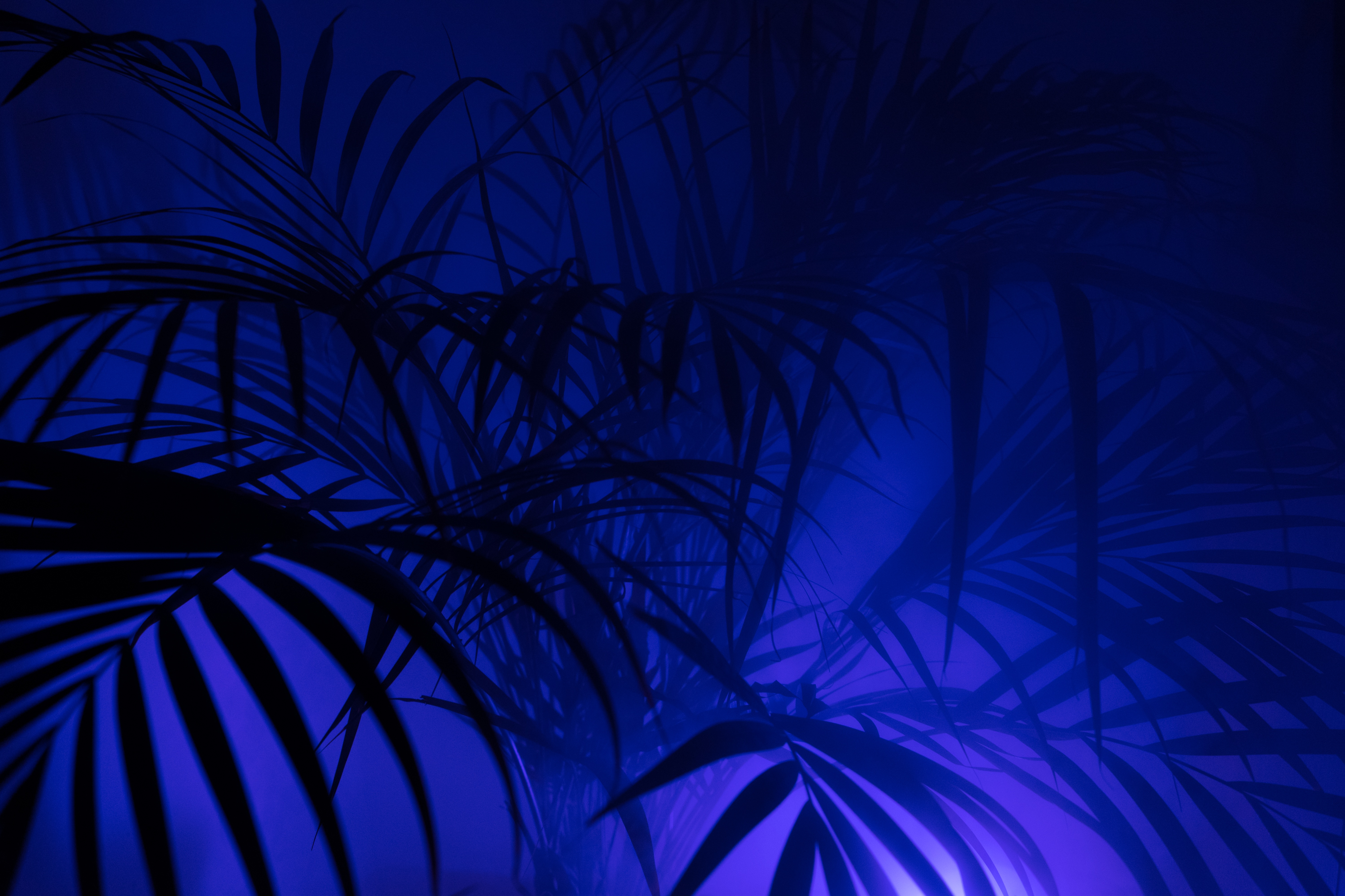 Download mobile wallpaper Palm, Branches, Leaves, Silhouettes, Dark for free.