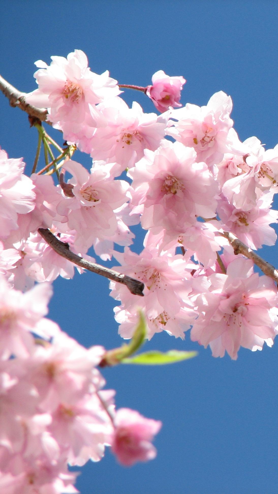 Descarga gratuita de fondo de pantalla para móvil de Flores, Flor Rosa, Florecer, Tierra/naturaleza.