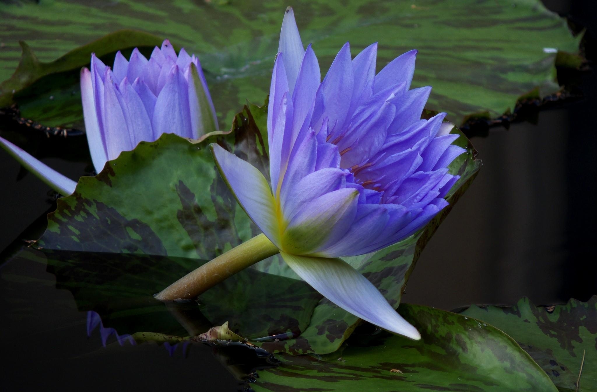 Download mobile wallpaper Flowers, Earth, Water Lily for free.