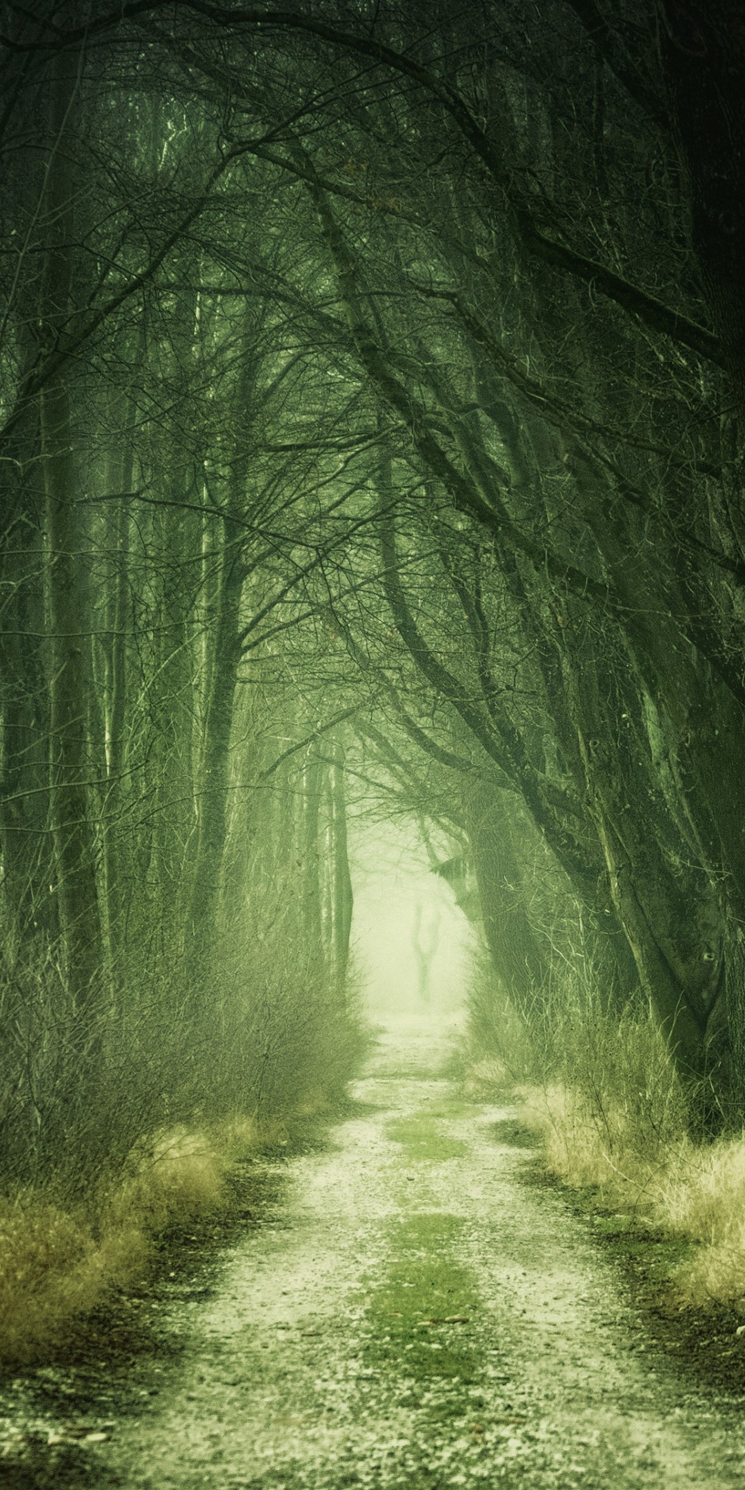 Download mobile wallpaper Dark, Forest, Tree, Path for free.