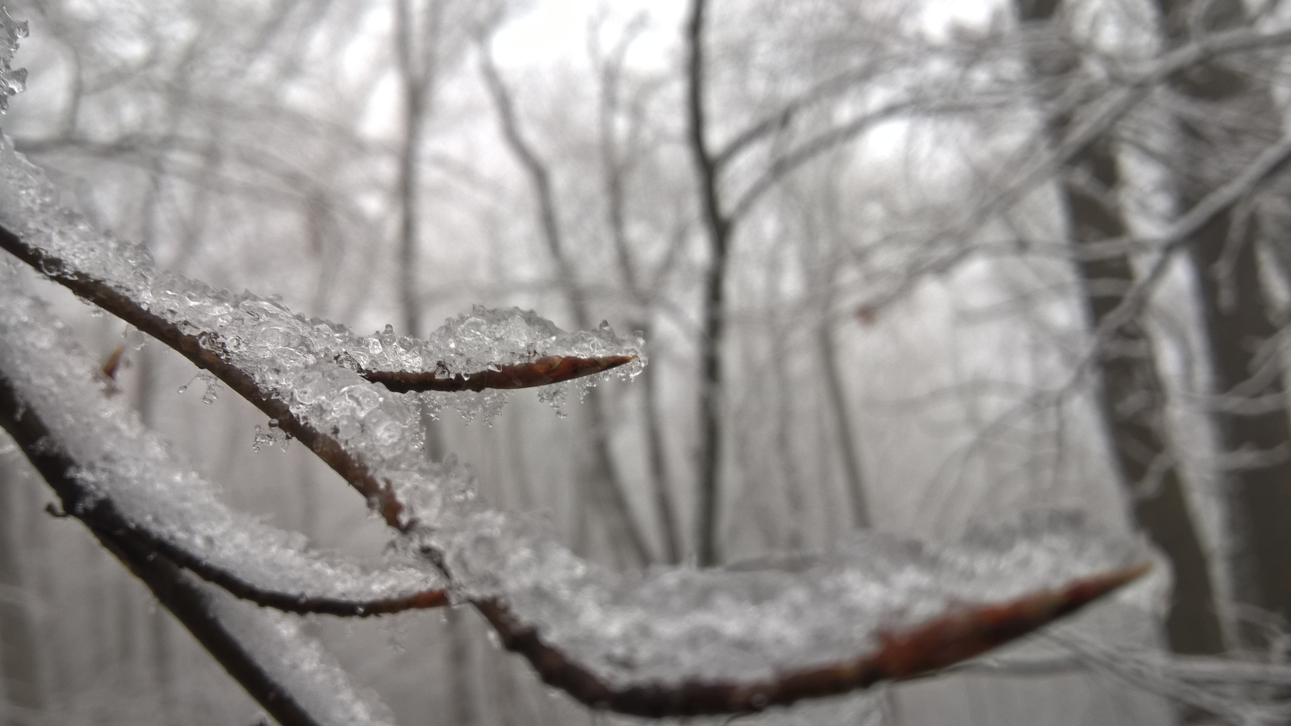 Laden Sie das Winter, Eis, Ast, Frost, Erde/natur-Bild kostenlos auf Ihren PC-Desktop herunter