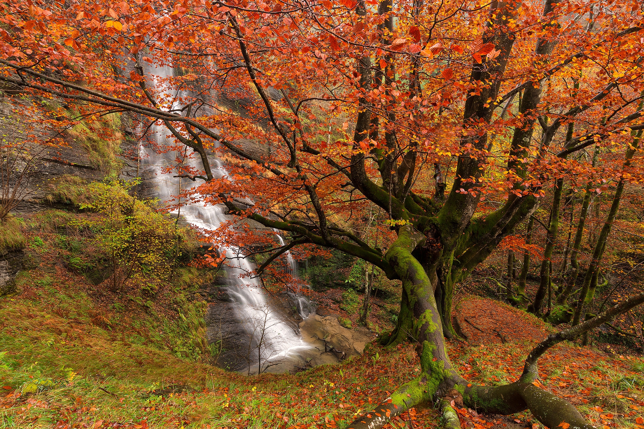無料モバイル壁紙木, 秋, 滝, 森, 地球をダウンロードします。