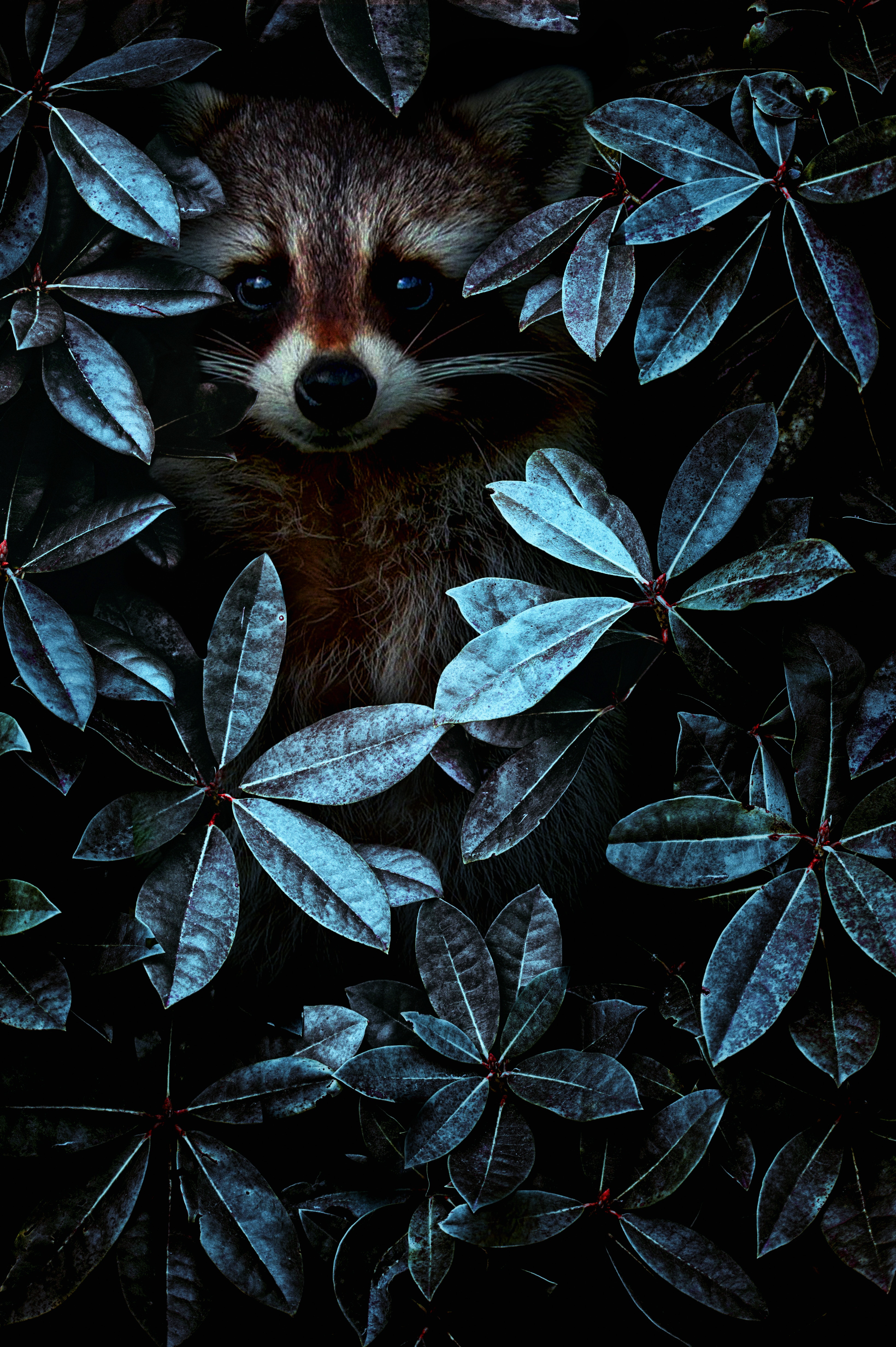animals, camouflage, leaves, disguise, raccoon
