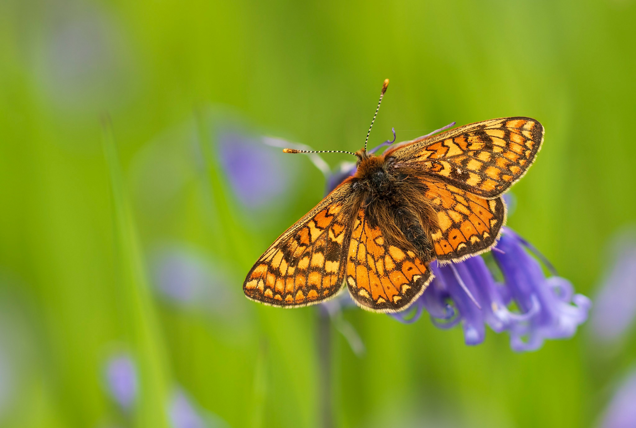 Descarga gratuita de fondo de pantalla para móvil de Animales, Insecto, Mariposa, Macrofotografía.