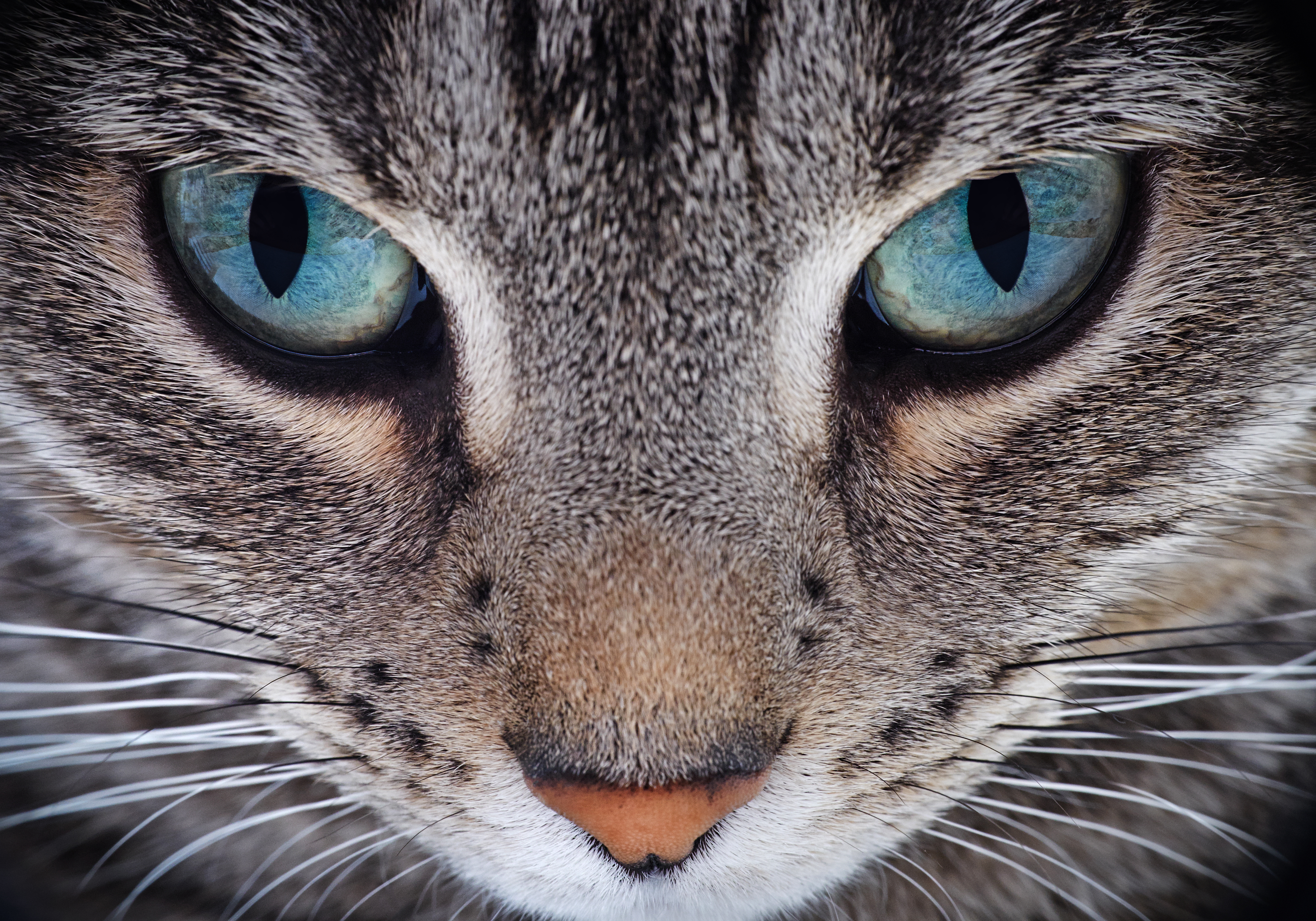 Download mobile wallpaper Cats, Cat, Animal, Stare for free.